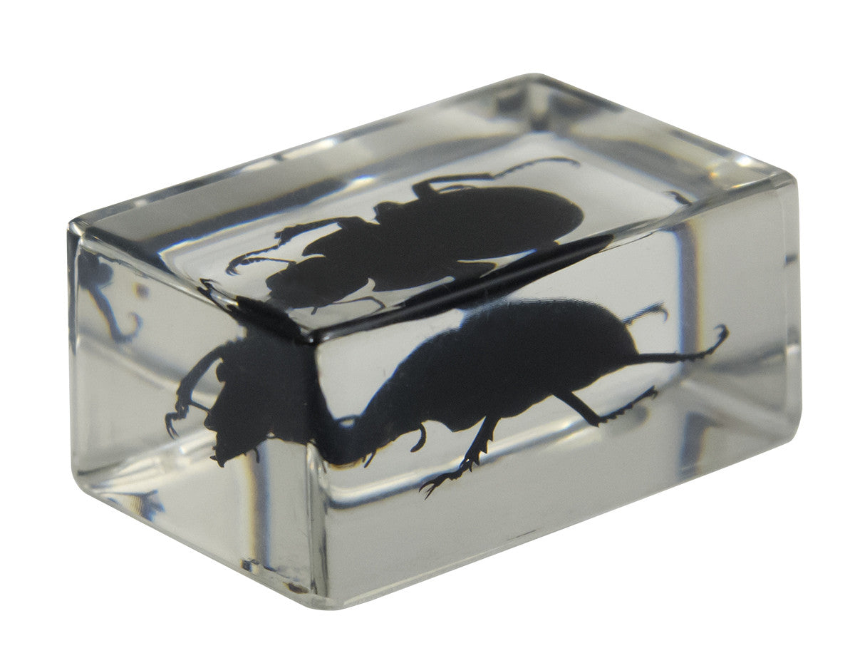 3D Bug Specimen Kit #1 - Realistic Insect Models for Science Education, Home Decor & Collectors | Perfect for Classroom, Kids Room & Nature Displays