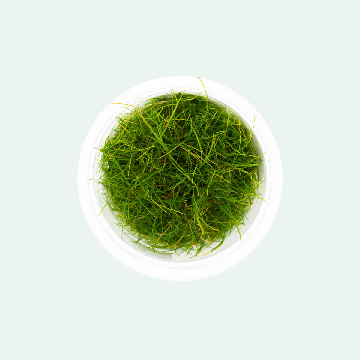 Eleocharis Pusilla (Dwarf Hairgrass) - Live Aquarium Plant for Freshwater Fish Tanks - Perfect for Aquascaping, Nano Tanks & Shrimp Habitats