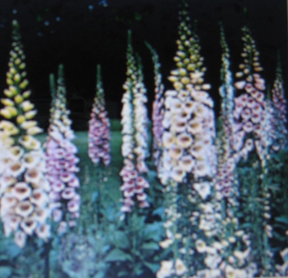 100 Seeds Digitalis Foxglove Mixed Colors - Easy Care Perennial Flowers with Dramatic Spikes, Attracts Hummingbirds - Perfect for Cottage Gardens, Borders & Pollinator-Friendly Landscapes