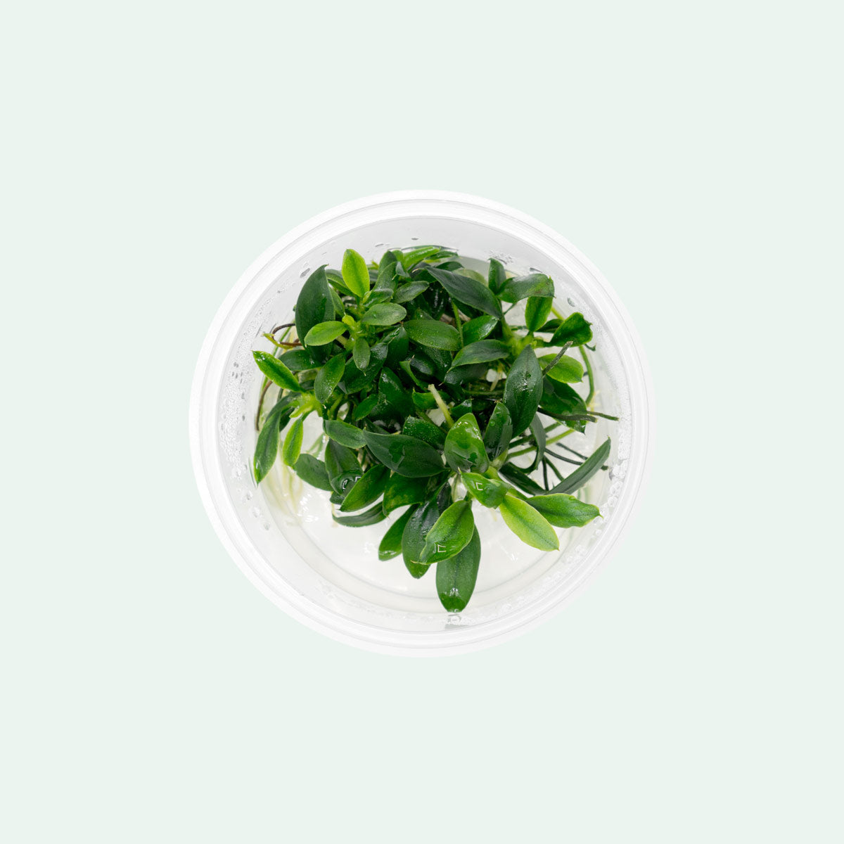 Anubias Nana Pangolino Live Aquarium Plant - Small & Hardy Freshwater Aquatic Plant for Fish Tanks, Aquascaping & Low Light Aquariums | Perfect for Nano Tanks, Shrimp Habitats & Betta Fish Environments