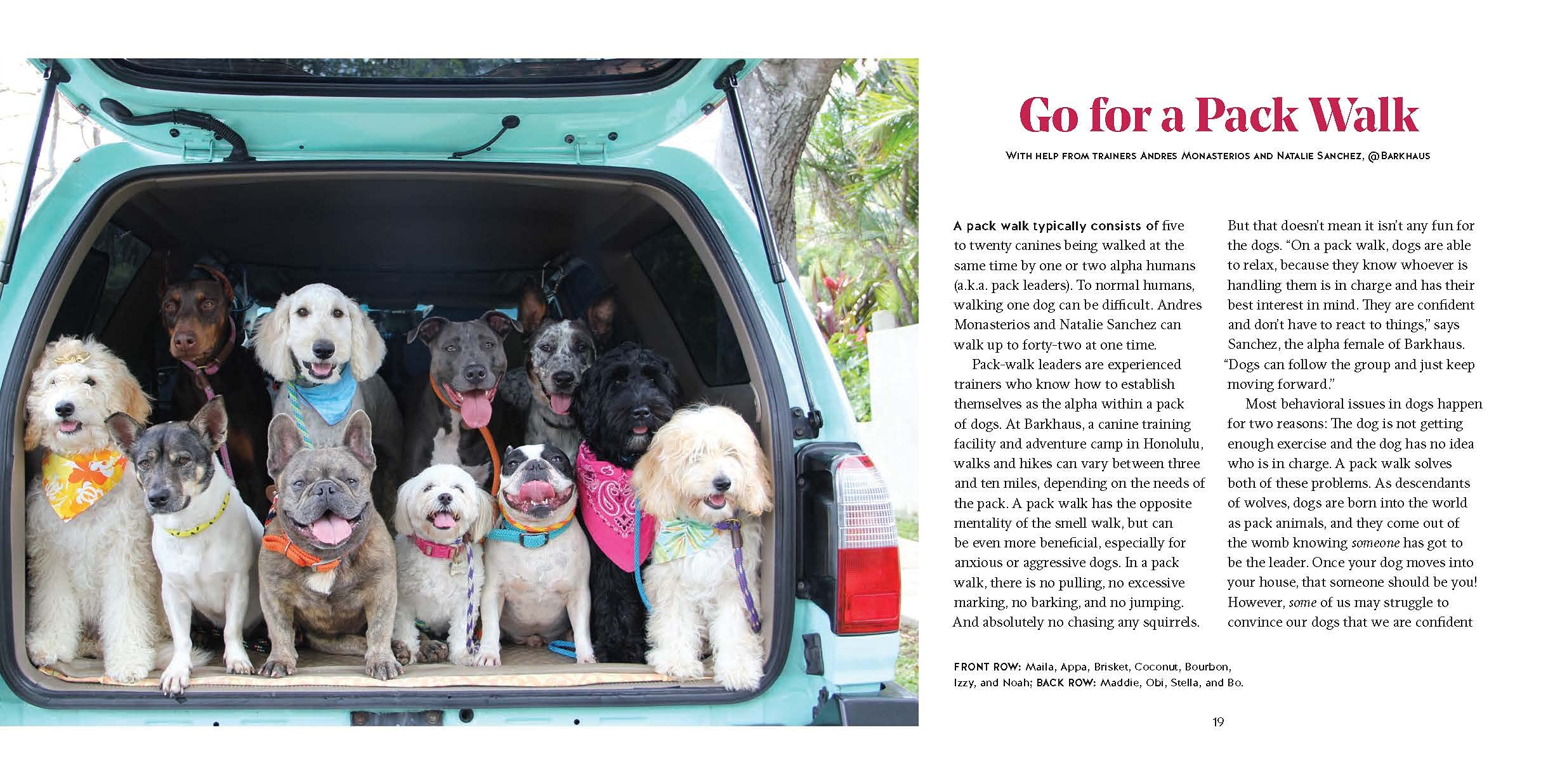 Adventure Dogs: Fun Activities to Share with Your Dog - From Comfy Couches to Mountain Tops | Outdoor & Indoor Bonding for Pet Lovers