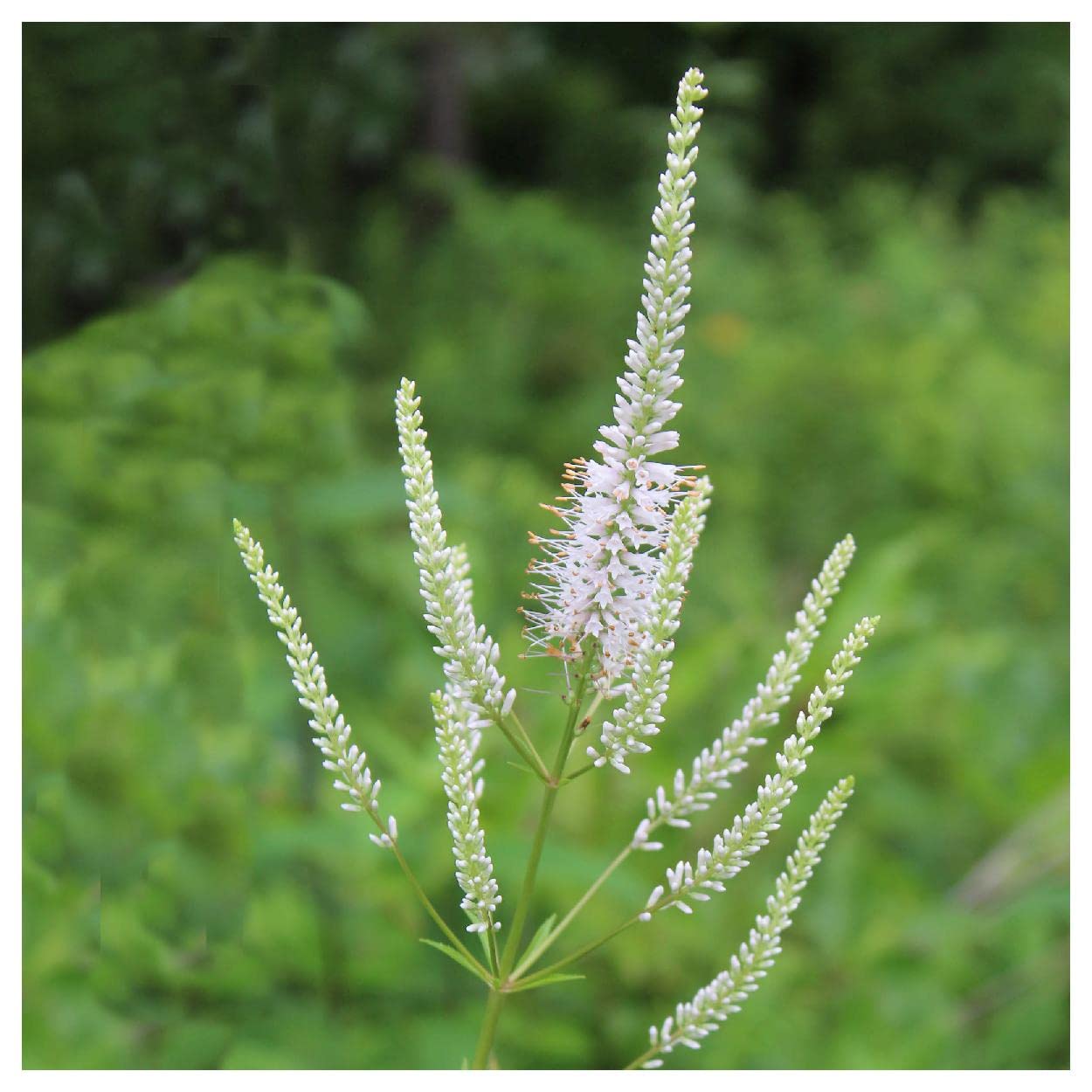 Everwilde Farms - 2000 Culver's Root Native Wildflower Seeds - Gold Vault Seed Packet for Pollinator Gardens & Natural Landscaping