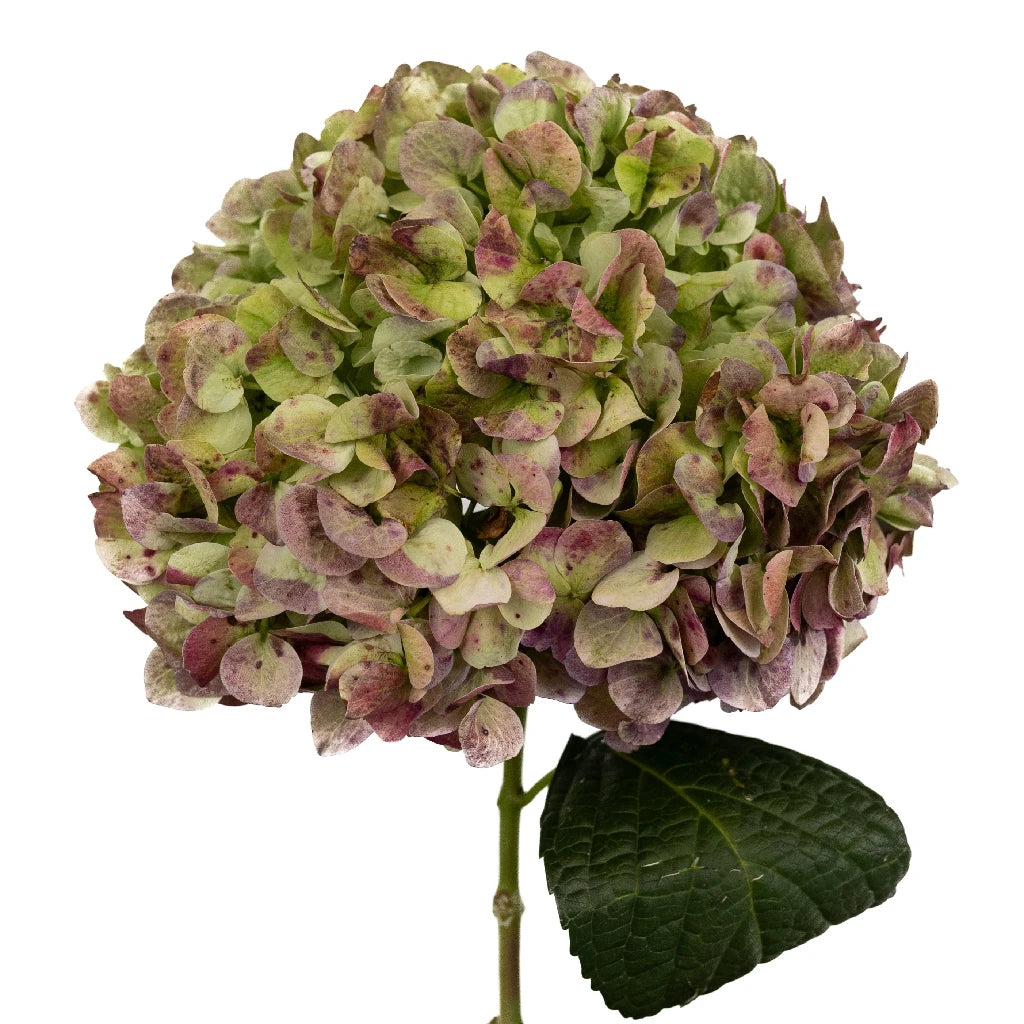 Antique Green Red Extra Large Hydrangea Silk Flowers - Premium Artificial Floral Arrangement for Wedding Centerpieces, Home Decor, and Event Styling
