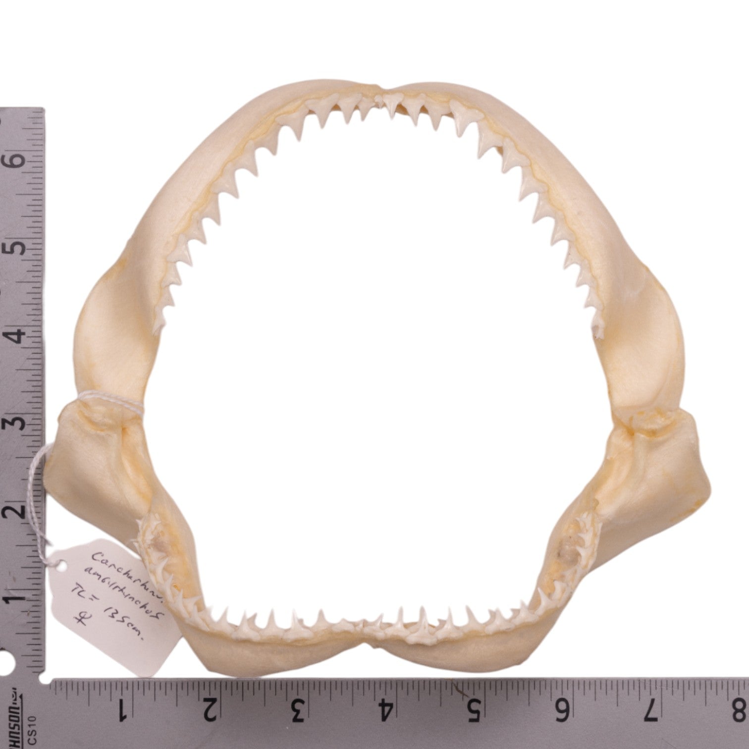 Authentic Grey Reef Shark Jaw - 7.5 Inches - Genuine Marine Specimen for Collectors & Science Education - Perfect for Home Decor, Taxidermy & Ocean-Themed Displays