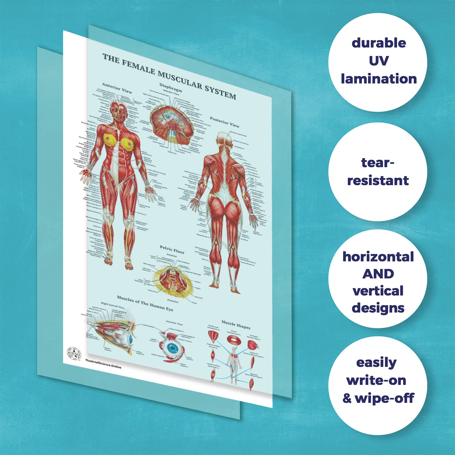 12 Pack Human Anatomy Posters - Medical Educational Charts for Circulatory, Skeletal, Muscular, Lymphatic, Nervous, Digestive, Endocrine & Respiratory Systems - Laminated 18x30 Inch Science Biology Health Posters for Classroom, Doctor Office & Home Study