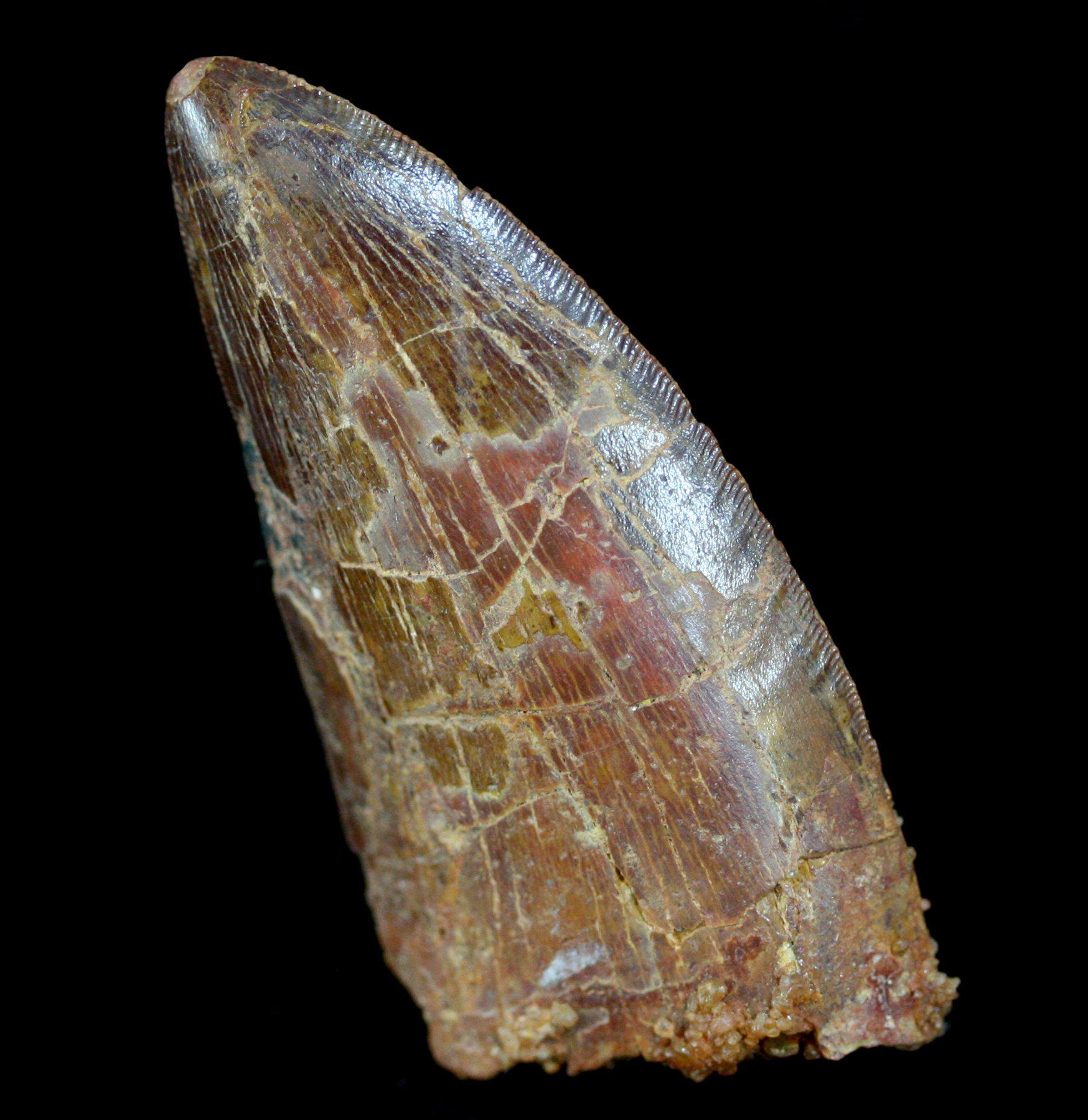 Authentic Carcharodontosaurus Dinosaur Tooth Fossil - Rare Prehistoric Collectible for Paleontology Enthusiasts & Home Decor Display