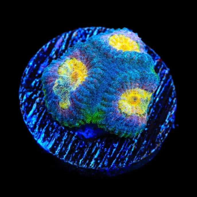 Premium CB Angel Eye Favia Coral for Saltwater Aquariums - Vibrant Coral for Reef Tanks, Nano Tanks & Marine Displays