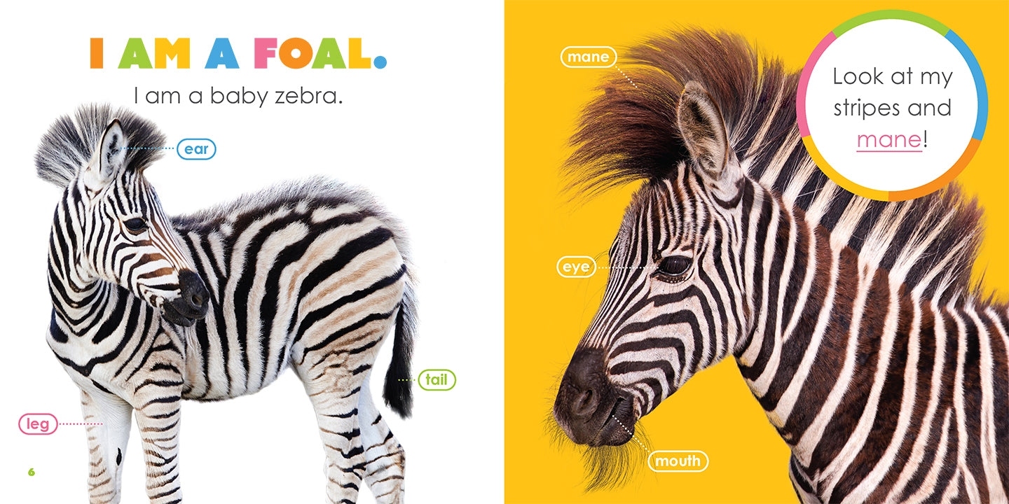 Baby Zebras Book - 9781640263574 - Fun Animal Stories for Kids, Perfect for Bedtime Reading & Early Learning