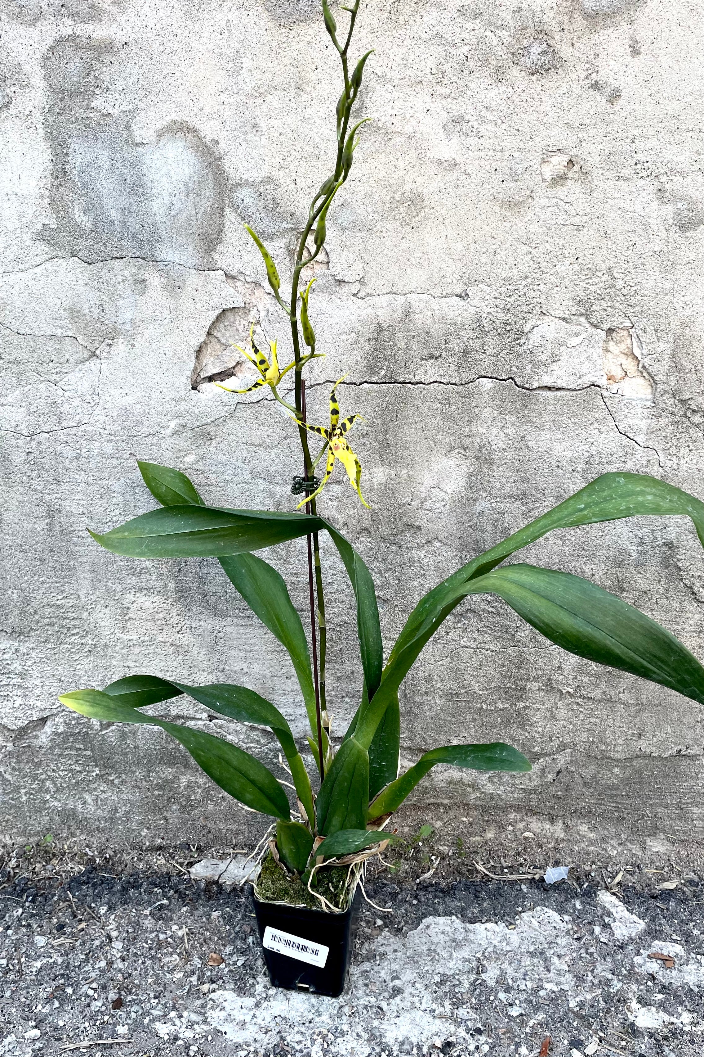 Brassia Orchid 4 - Exotic Spider Orchid for Home & Office Decor | Perfect for Indoor Gardening & Floral Arrangements