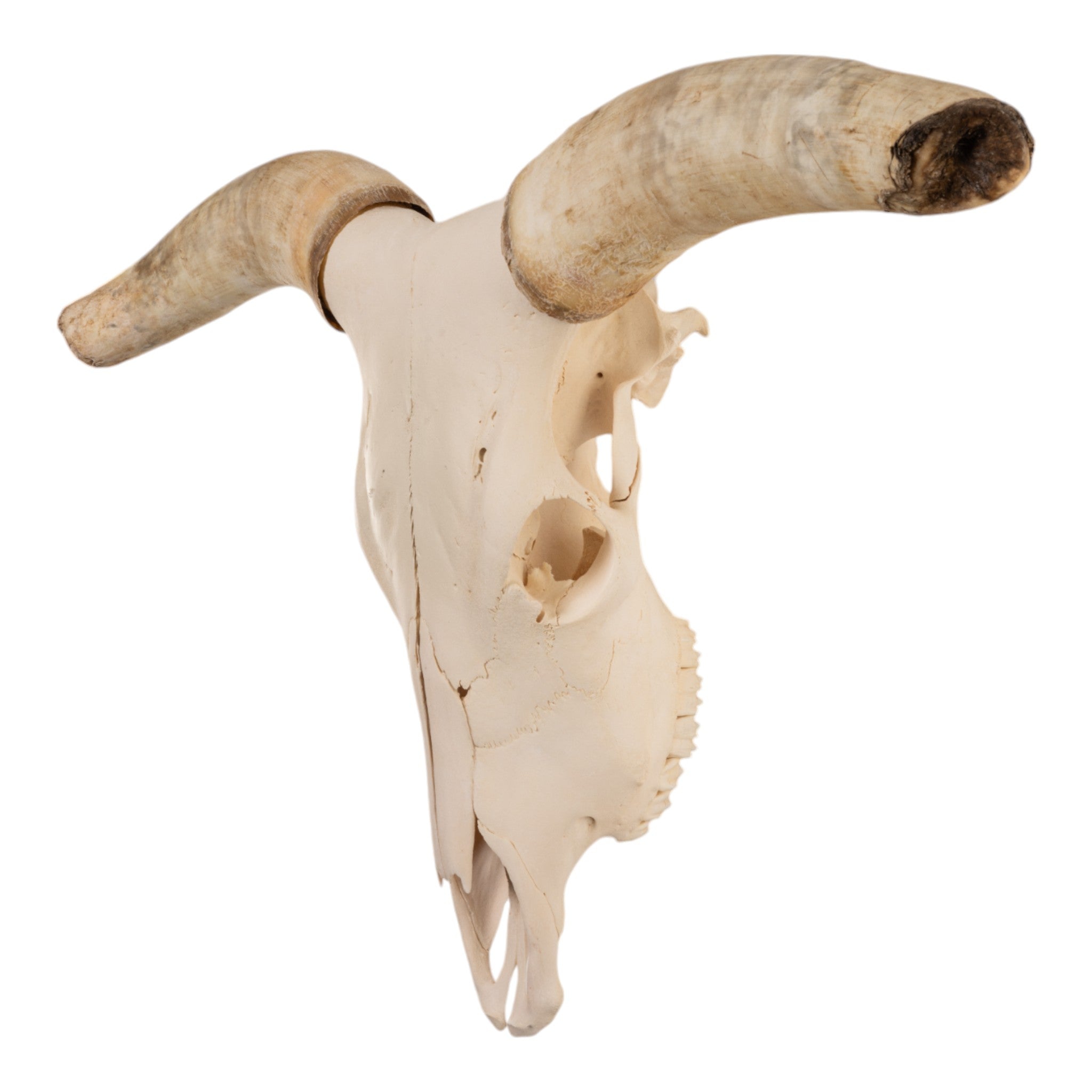 Authentic Texas Longhorn Skull - Western Decor, Cowboy Home Decor, Ranch Style Wall Art for Living Room, Bar, or Man Cave