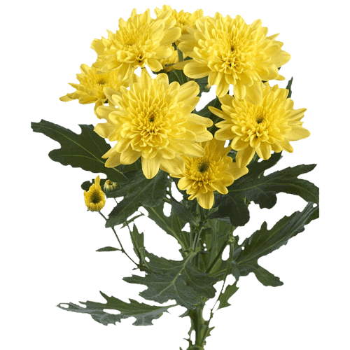Fresh Chrysanthemum Flowers - Long-Lasting Cut Mums for Home Decor, Wedding Bouquets, and Fall Arrangements | Perfect for Centerpieces, Gifts, and Seasonal Displays
