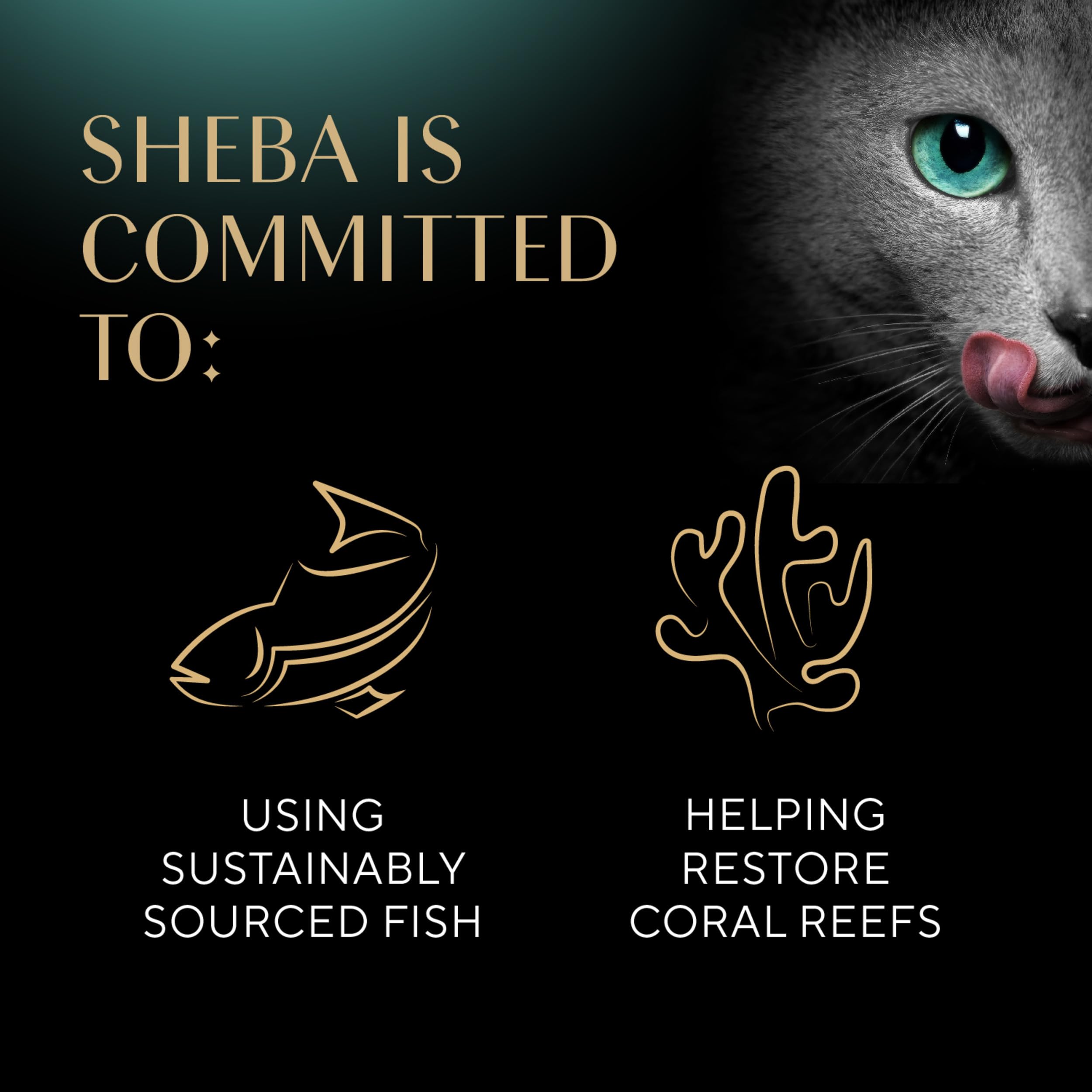 Sheba Perfect Portions Wet Cat Food - Sustainable Salmon in Gravy, 2.6 oz Twin-Pack (24 Trays, 48 Servings) | Delicious & Nutritious Meal for Adult Cats | Perfect for Daily Feeding & Special Treats
