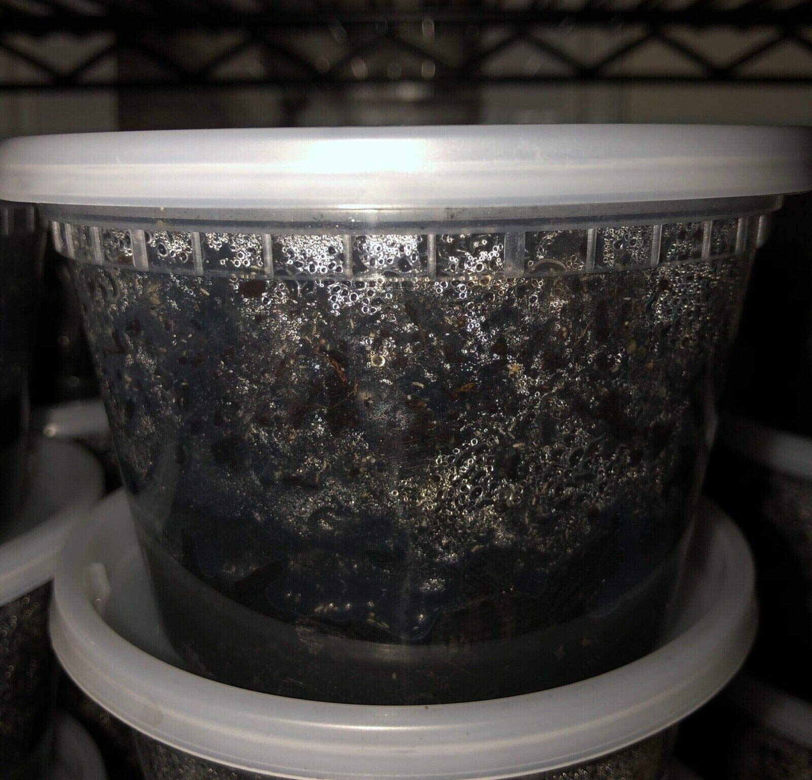 600+ Live Springtails - Large Established Bioactive Clean Up Crew for Terrariums & Vivariums (16oz) - Perfect for Reptile Tanks, Frog Habitats & Plant Terrariums