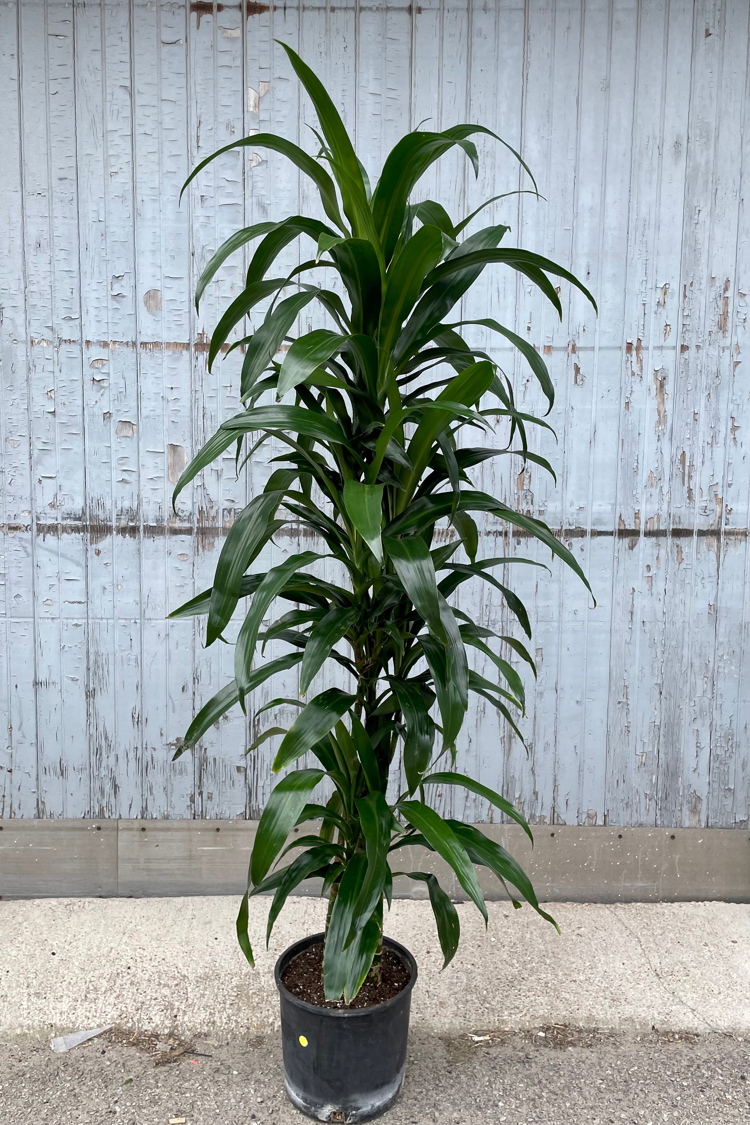 Dracaena 'Lisa' Cane Cuttings #3 - Easy to Grow Indoor Houseplant for Home & Office Decor