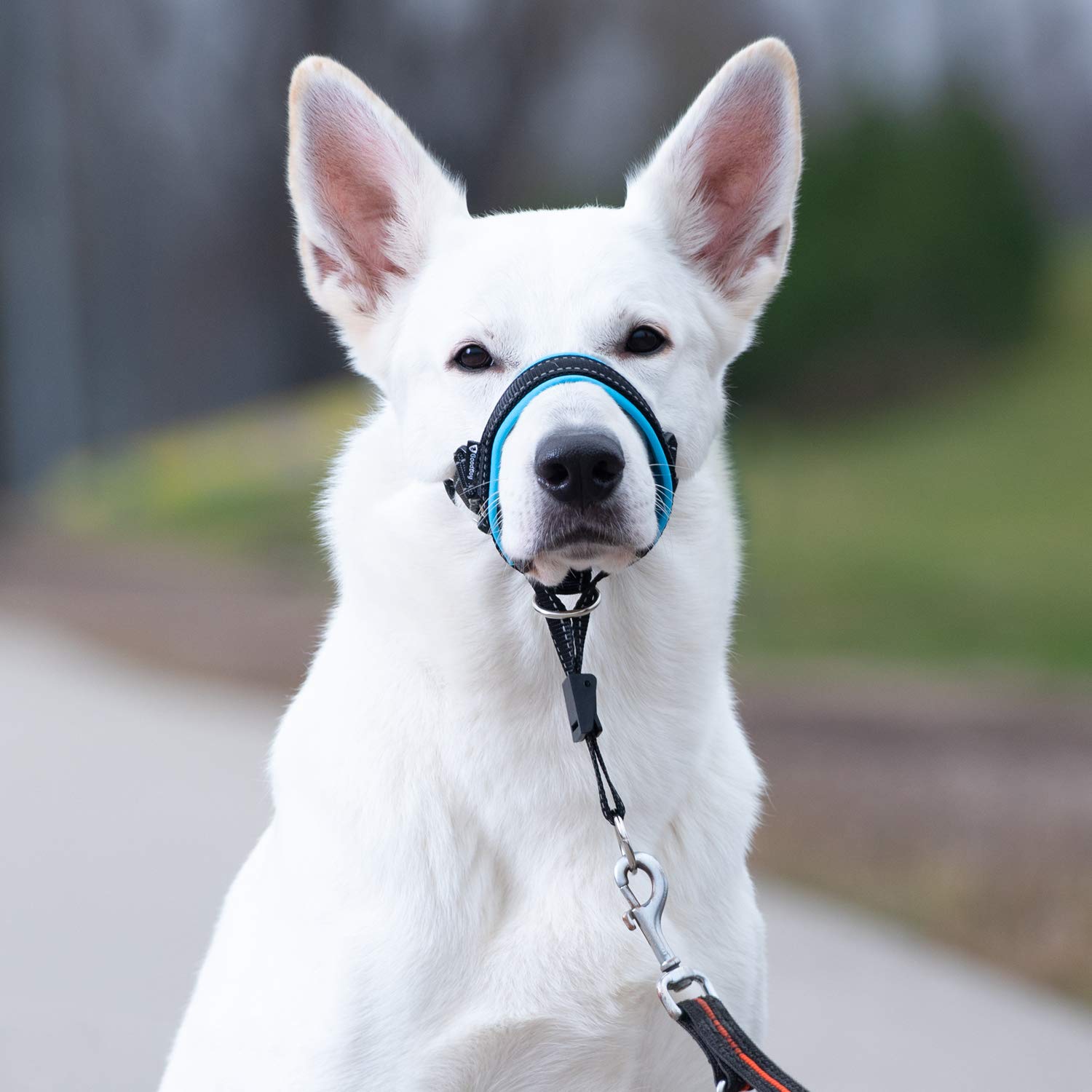 GoodBoy No-Pull Dog Head Halter with Safety Strap - Gentle Training Headcollar for Small, Medium & Large Dogs - Stops Leash Pulling - Includes Padded Design & Training Guide (Size 2, Blue) - Perfect for Walks, Training & Behavior Correction