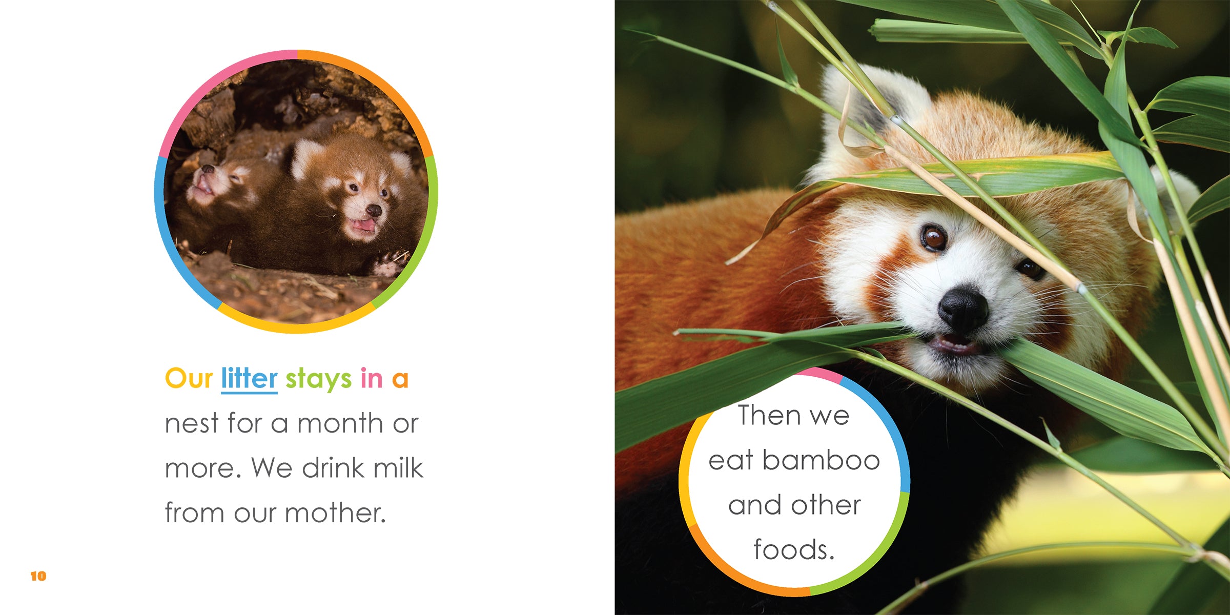 Baby Red Pandas Book - ISBN 978-1-64026-354-3 - Perfect Gift for Kids & Animal Lovers - Great for Bedtime Stories & Wildlife Education