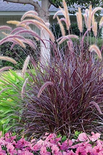 40 Live Red Fountain Grass Plants (Pennisetum Setaceum Rubrum) - Blooming Ornamental Grass for Landscaping, Garden Borders & Container Planting