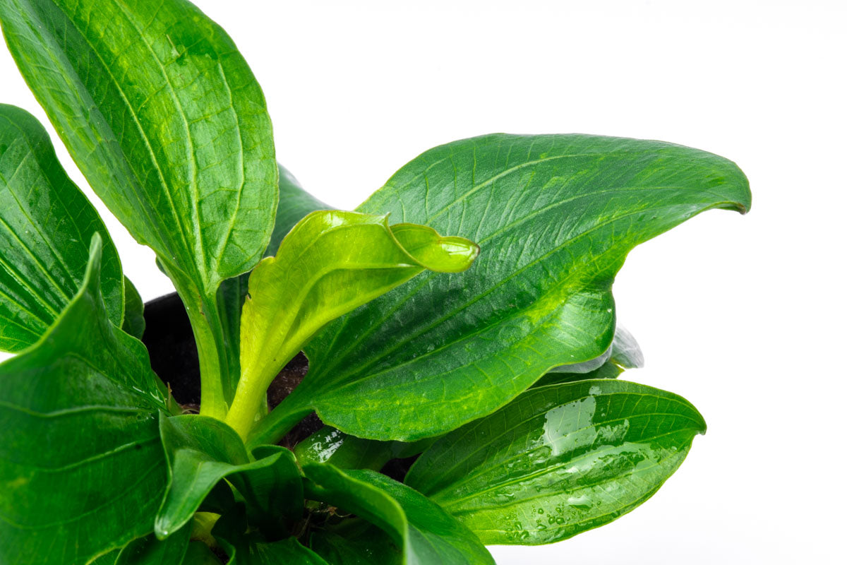 Echinodorus Gabrielii Live Aquarium Plant - Freshwater Aquatic Plant for Fish Tanks, Ponds & Aquascaping | Perfect for Beginners & Planted Aquariums
