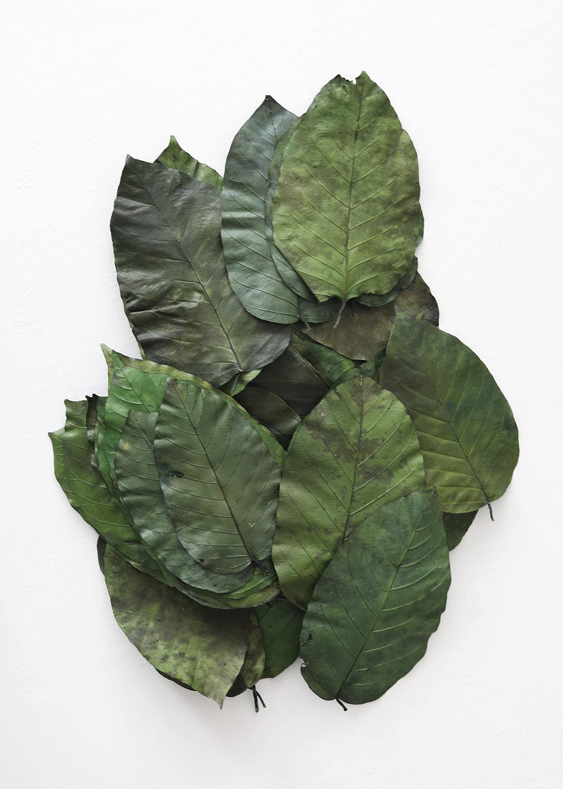 50 Preserved Salal Leaves Bulk - Natural Greenery for Floral Arrangements, DIY Crafts, and Wedding Decorations