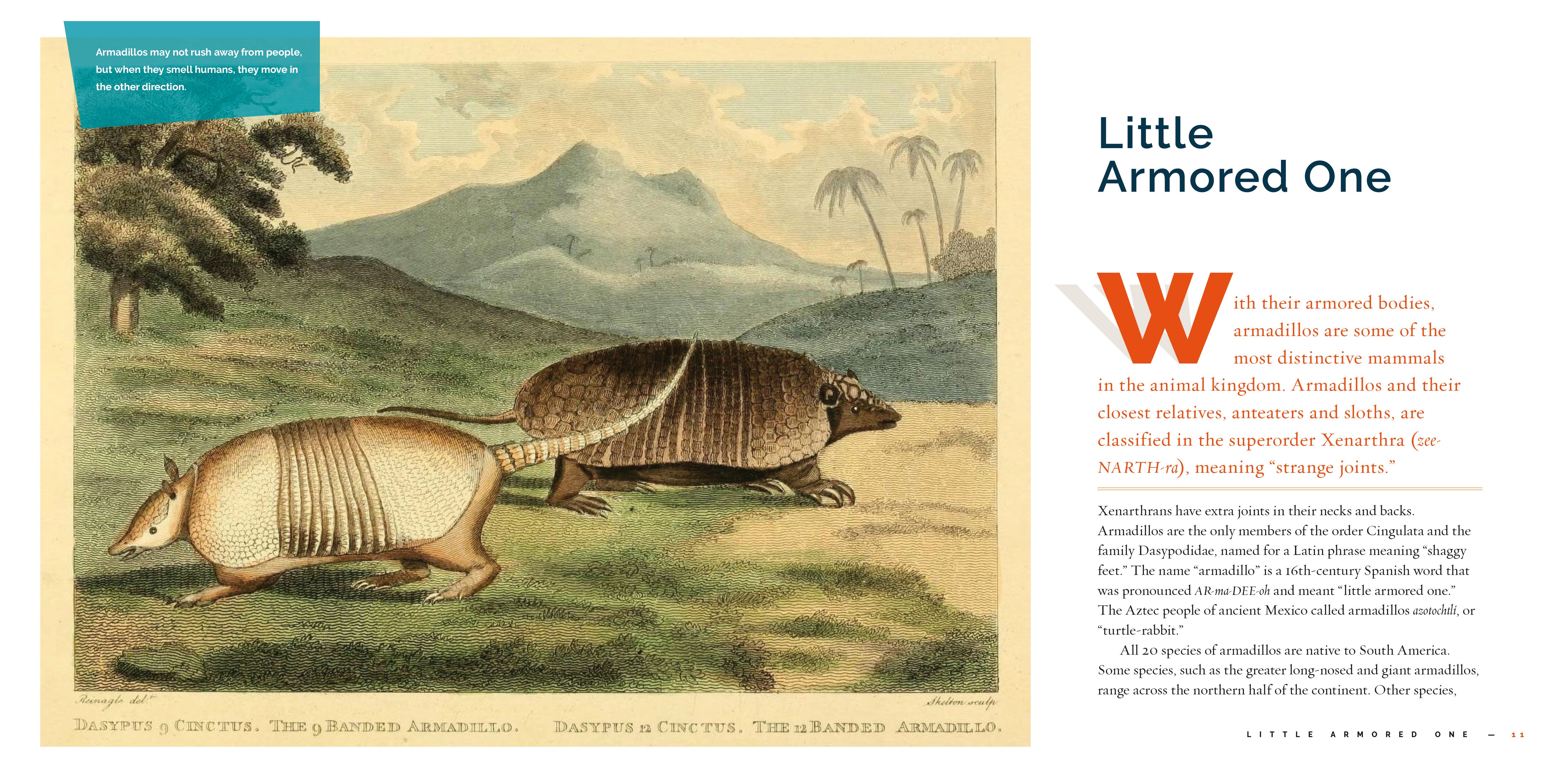 Armadillos Book 9781640267718 - Learn About Armadillos Facts, Habitats & Behavior - Perfect for Animal Lovers, Science Projects & Nature Education