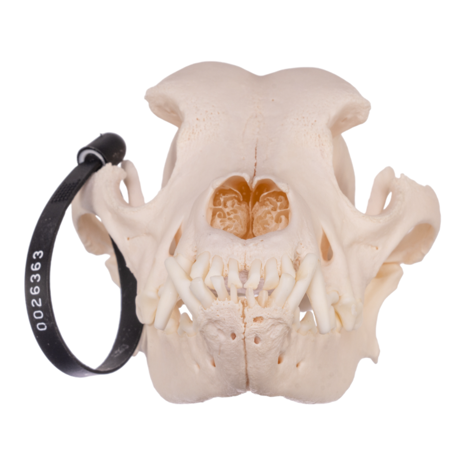 Authentic Rottweiler Dog Skull - Real Domestic Canine Bone Specimen for Veterinary Study, Taxidermy & Gothic Decor | Perfect for Halloween, Oddity Collections & Educational Displays