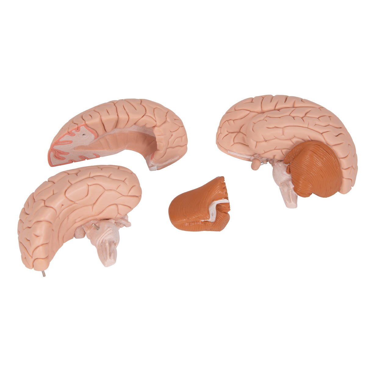 4-Part Human Brain Model - Anatomical Brain Structure for Medical Study, Science Education & Classroom Demonstration