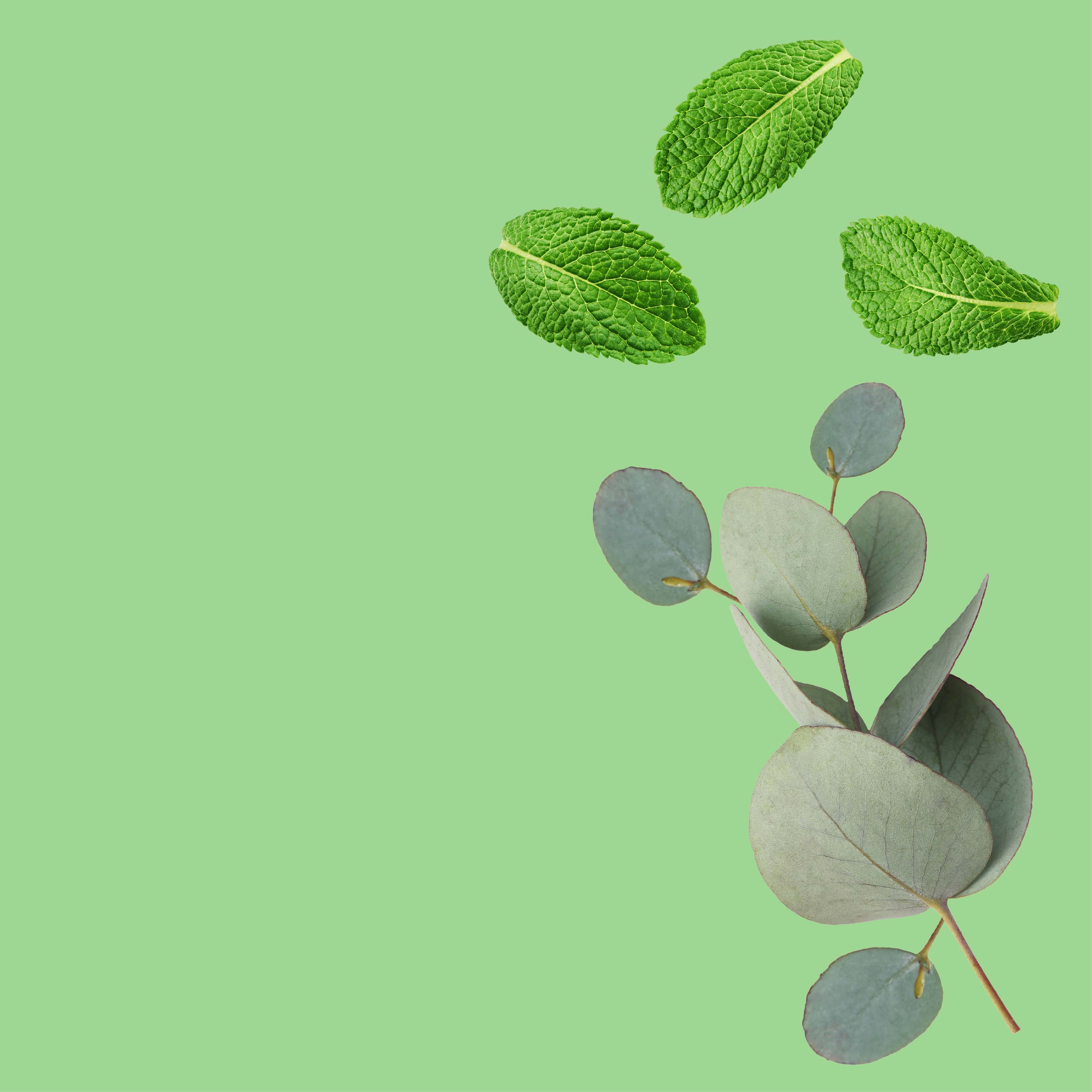 NO. 1112 Eucalyptus Spearmint Fragrance Oil for Soap Making & Candle Making - Inspired by Bath & Body Works - Perfect for DIY Home Spa, Aromatherapy & Relaxation