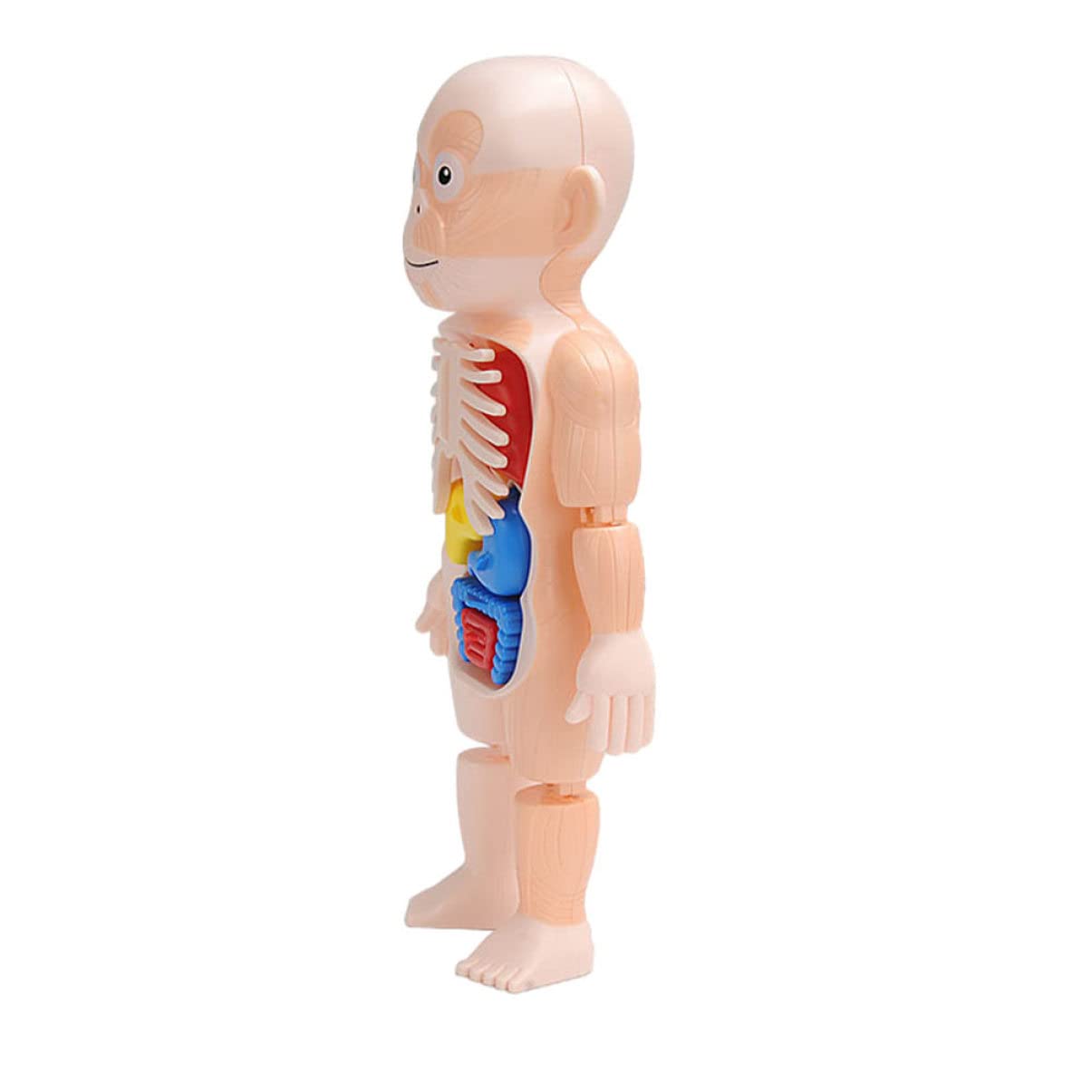 TOYANDONA Human Body Anatomy Puzzle - Educational Organ Model Toy for Kids, Science Learning Kit for Classroom & Homeschool - Perfect for STEM, Biology Study & Interactive Play