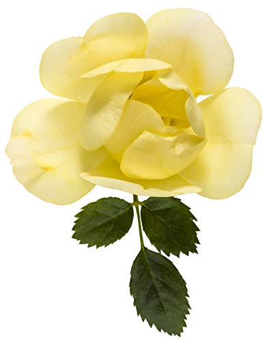 Proven Winners OSO EASY Lemon Zest Rose Bush - Yellow Blooming Shrub in #2 Size Container - Perfect for Garden Borders, Landscaping & Patio Decor