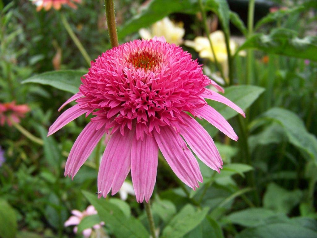 Elwyn 50 Cotton Candy Coneflower Seeds - Perennial Echinacea Purpurea Flowers - Cold Stratified for Better Germination - Perfect for Butterfly Gardens & Cut Flower Arrangements