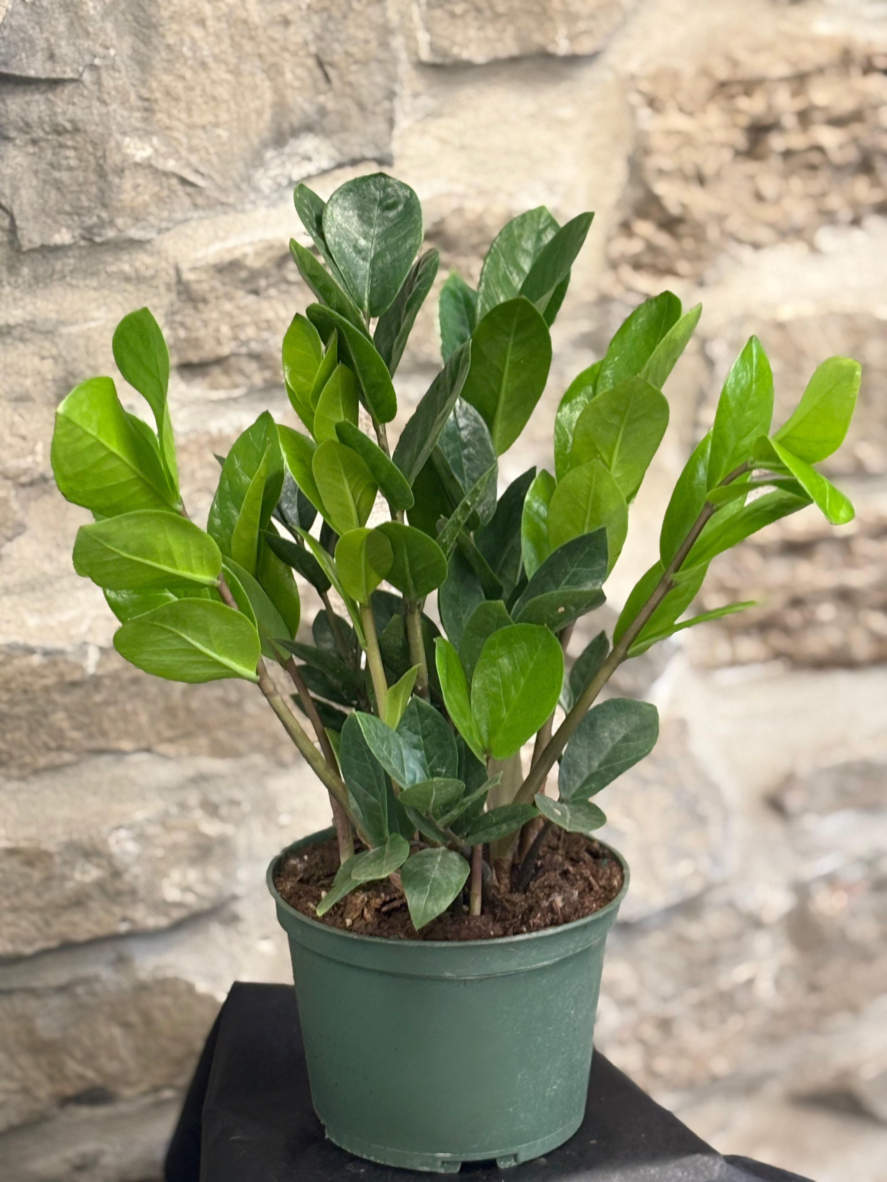 ZZ Plant Black Raven 6
