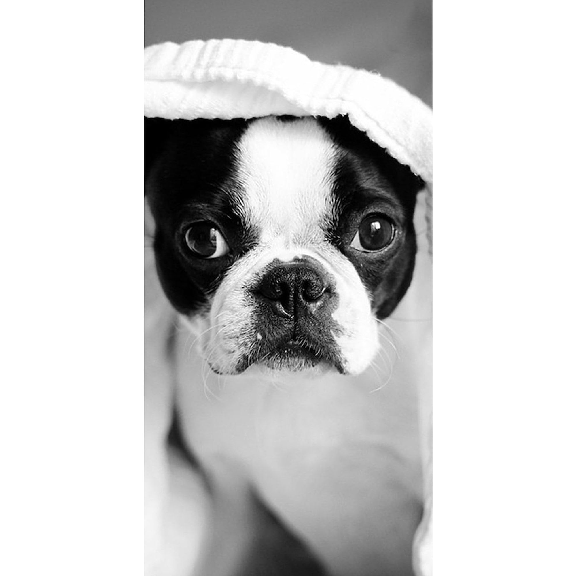 Boston Terrier Large Beach Towel - Soft, Absorbent & Unique Dog Design | Perfect for Pool, Beach, Vacation & Pet Lovers Gift