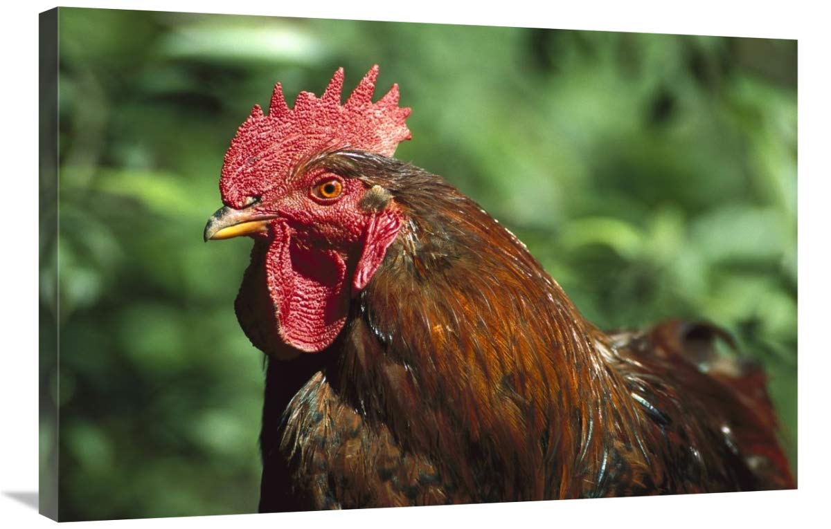 Northern Germany Domestic Chicken Rooster Canvas Art Print - 36x24 Inches - Farmhouse Kitchen Decor, Country Living Room Wall Art, Rustic Home Office Display