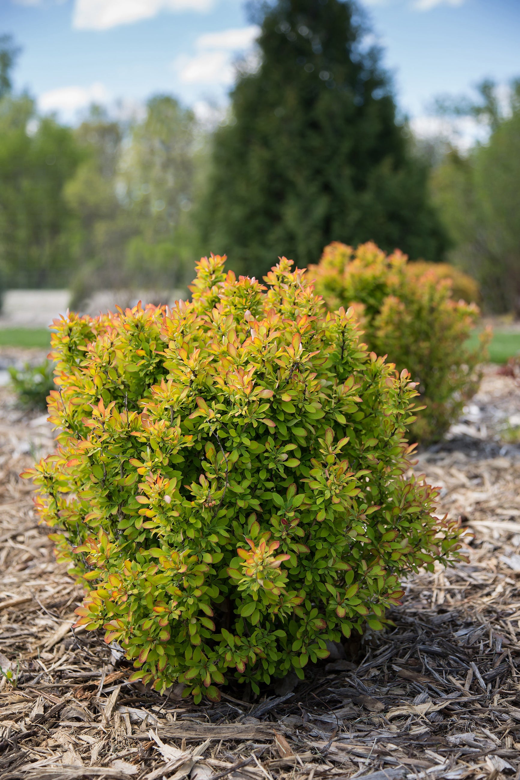 Limoncello Japanese Barberry (Berberis thunbergii) #2 - Vibrant Yellow Hedge Plant for Landscaping & Garden Borders