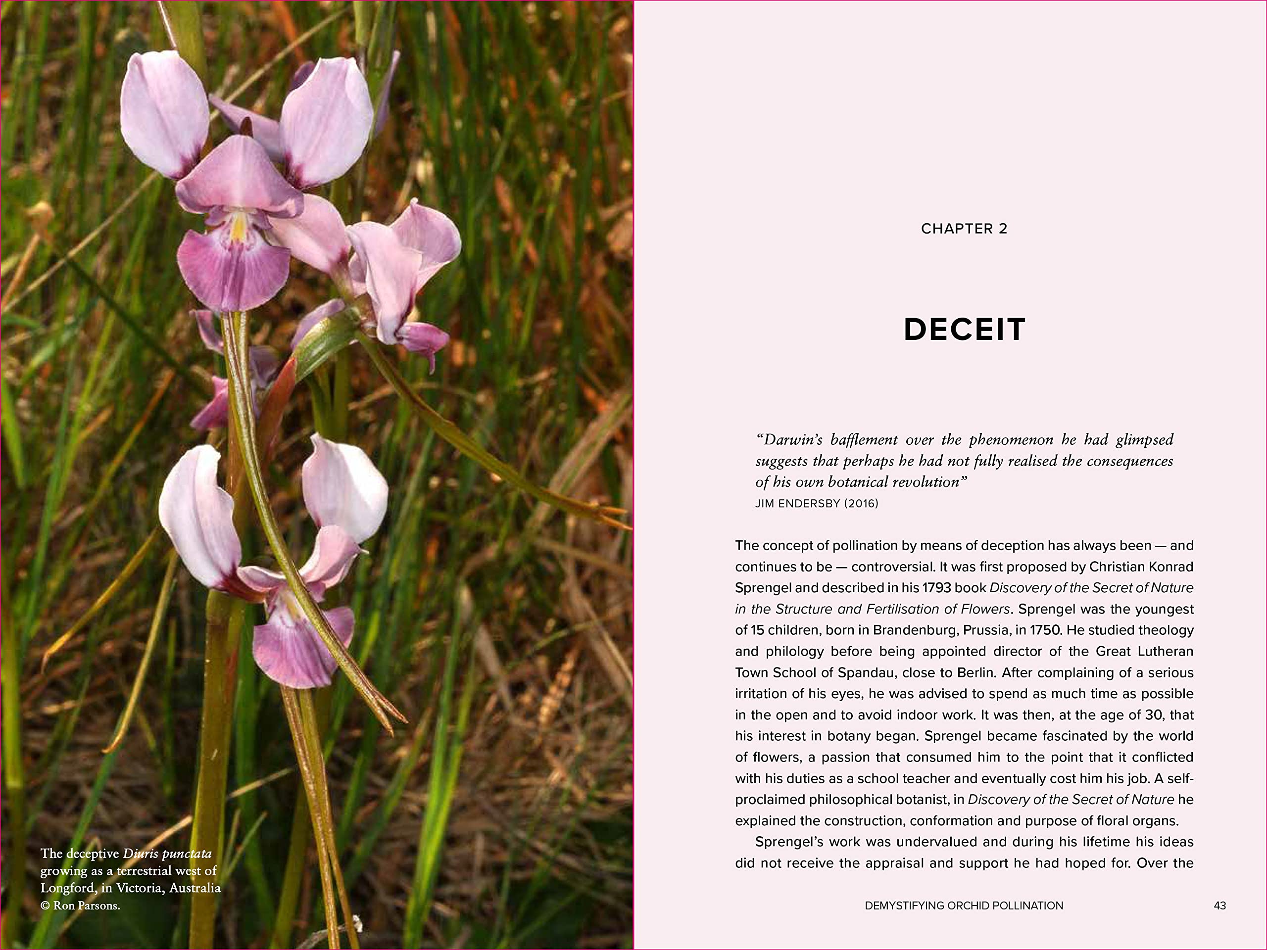 Orchid Pollination Explained: Secrets of Nature's Intriguing Reproduction Process | Perfect for Botany Enthusiasts & Science Educators