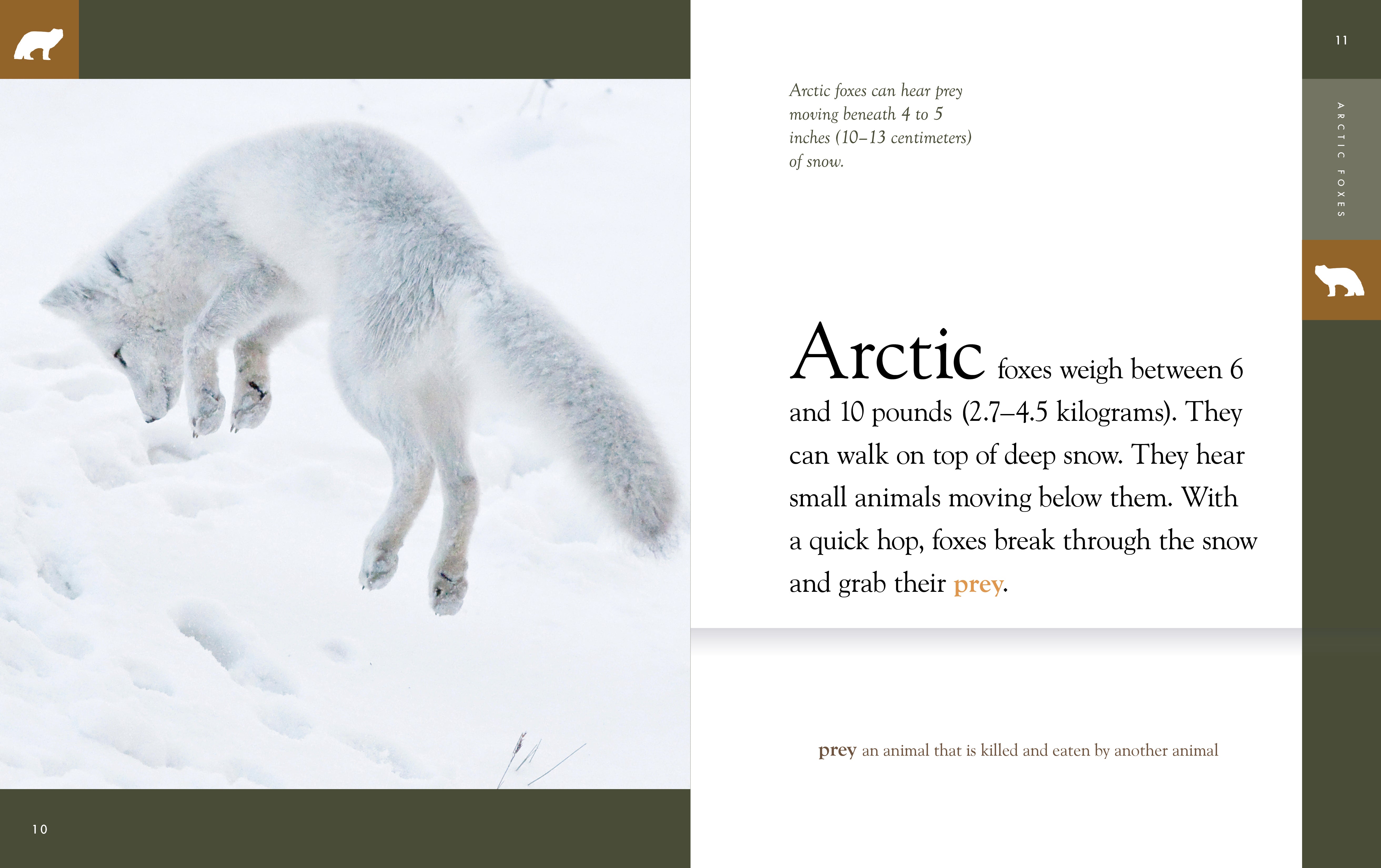 Arctic Foxes: Amazing Animals - Facts, Habitat & Adaptations 2025 | Wildlife Photography & Nature Exploration