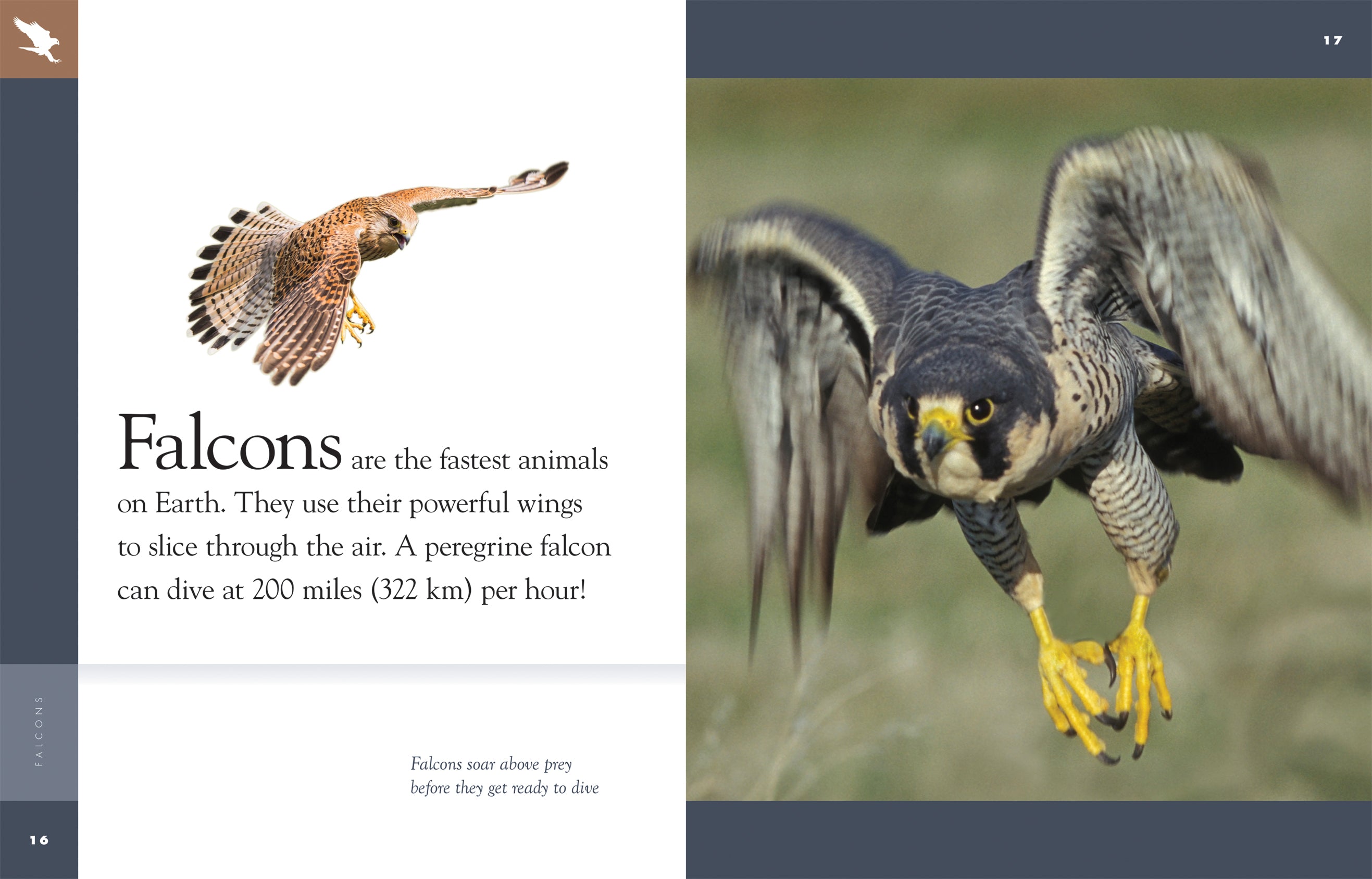 Amazing Animals (2014): Falcons - Birds of Prey Documentary | Wildlife & Nature Films for Bird Lovers | Perfect for Educational Use & Nature Enthusiasts