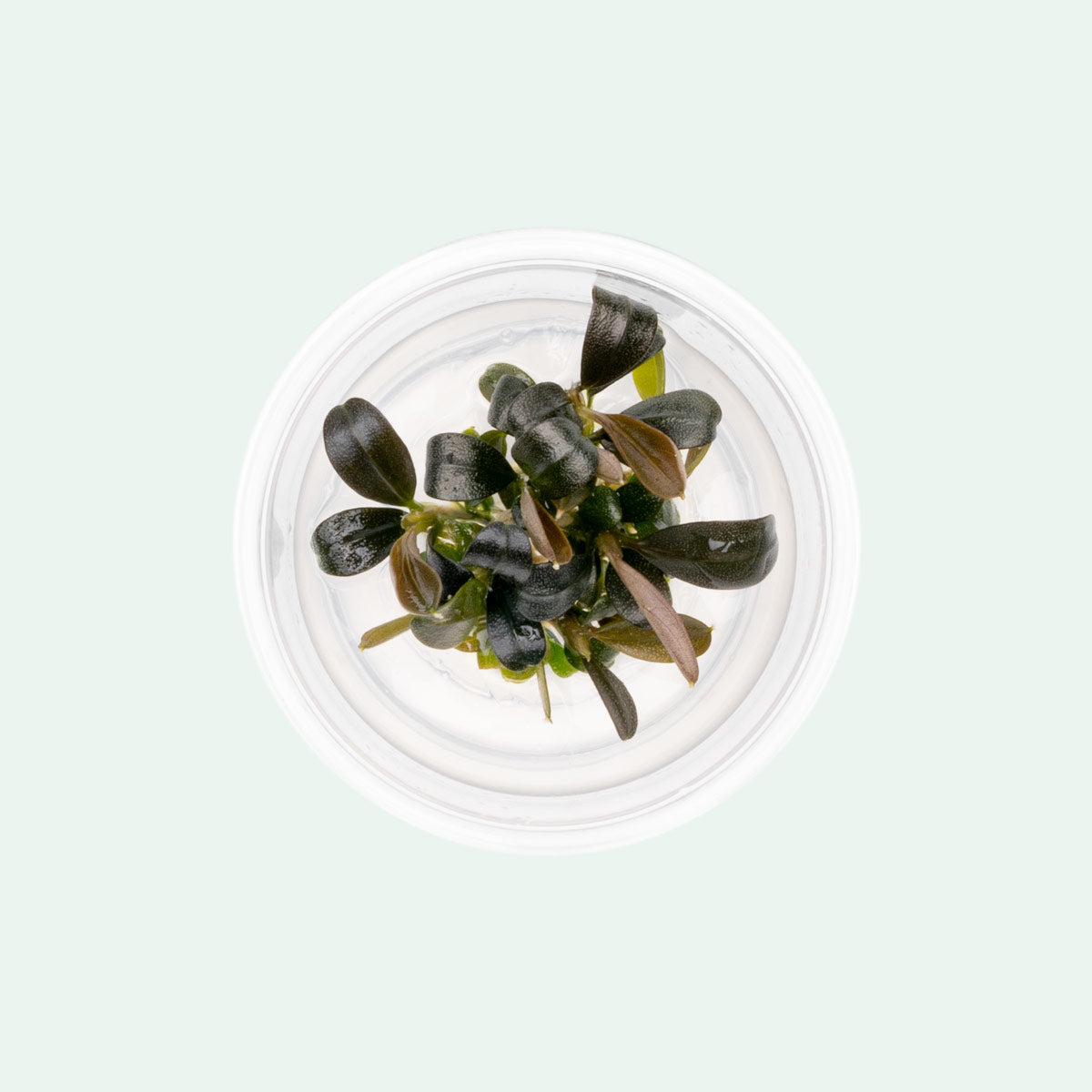 Bucephalandra Brownie Phoenix Aquatic Plant - Rare Live Aquarium Plant for Fish Tank Decoration | Perfect for Freshwater Aquascaping, Shrimp Tanks & Aquatic Gardens