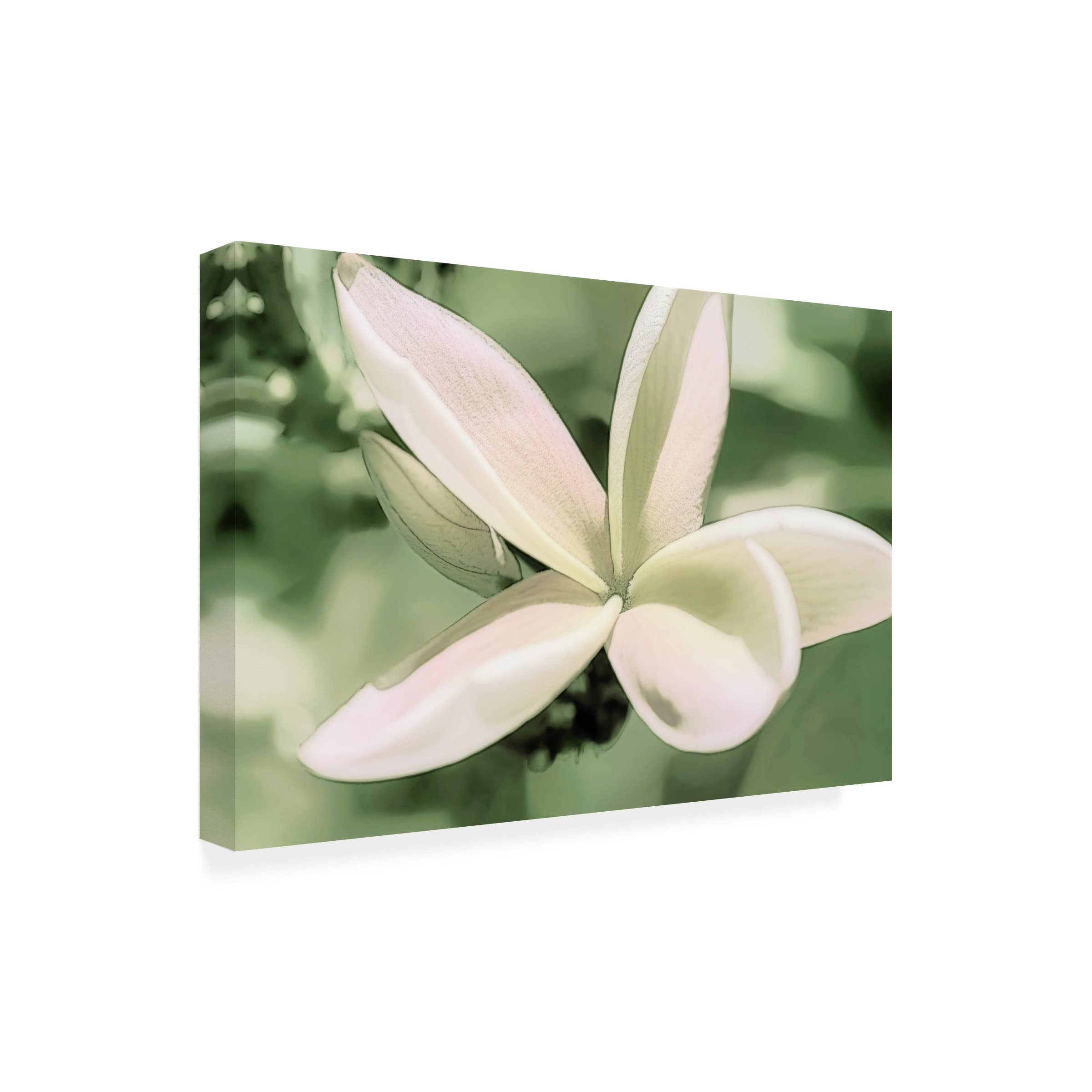 Eva Bane 'Sketchy Frangipani Flower 03' Canvas Wall Art Print - 30x47 Inches - Tropical Floral Home Decor for Living Room, Bedroom & Office