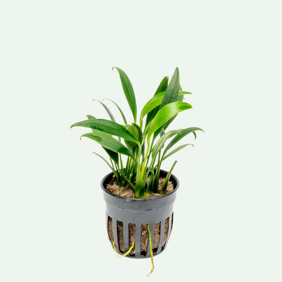 Assorted Anubias Aquatic Plants Bundle - Live Freshwater Aquarium Plants for Fish Tanks - Perfect for Aquascaping, Shrimp Tanks & Low Light Aquariums