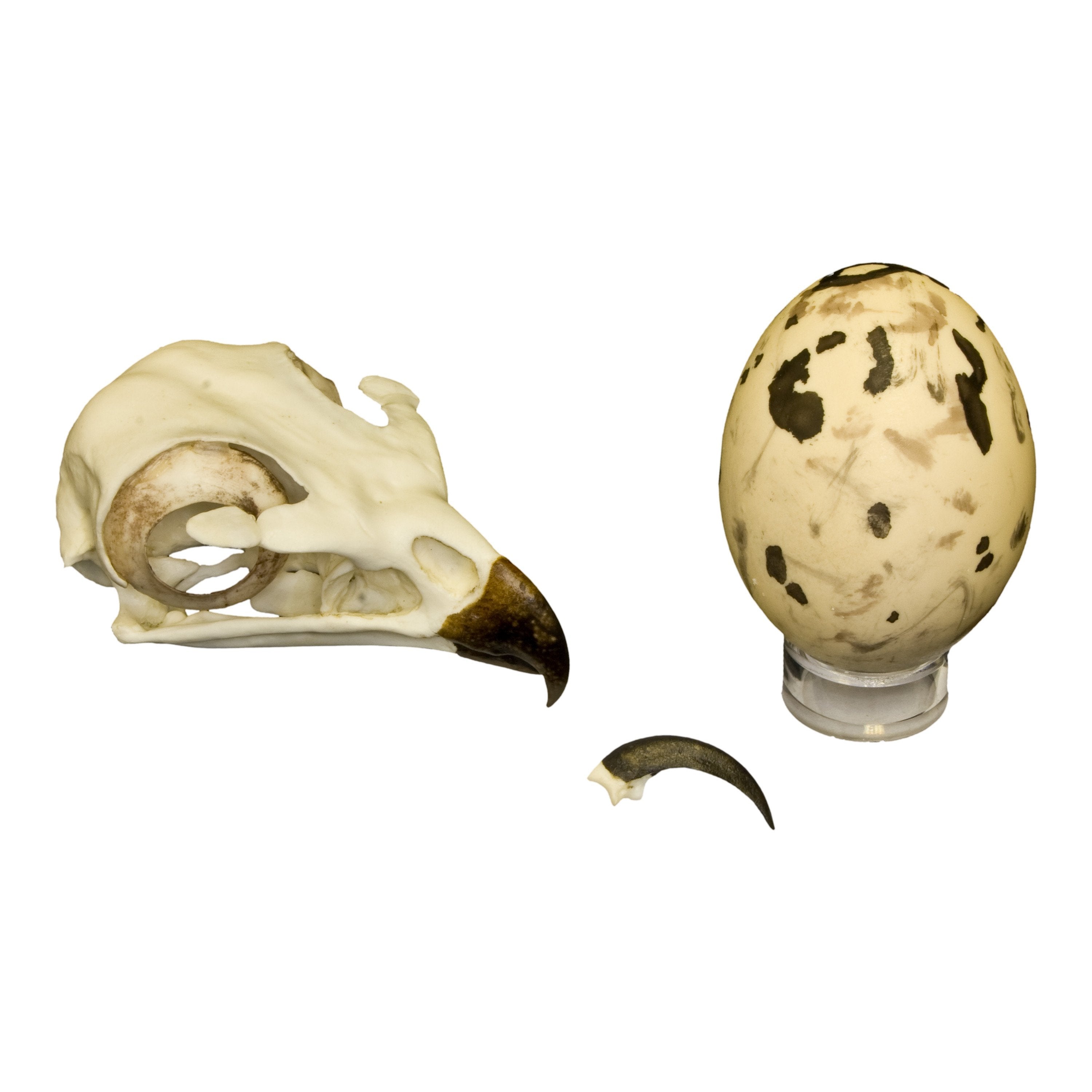 Authentic Replica Red-Tailed Hawk Skull, Talon & Egg Set - Perfect for Wildlife Collectors, Biology Education & Home Decor Display