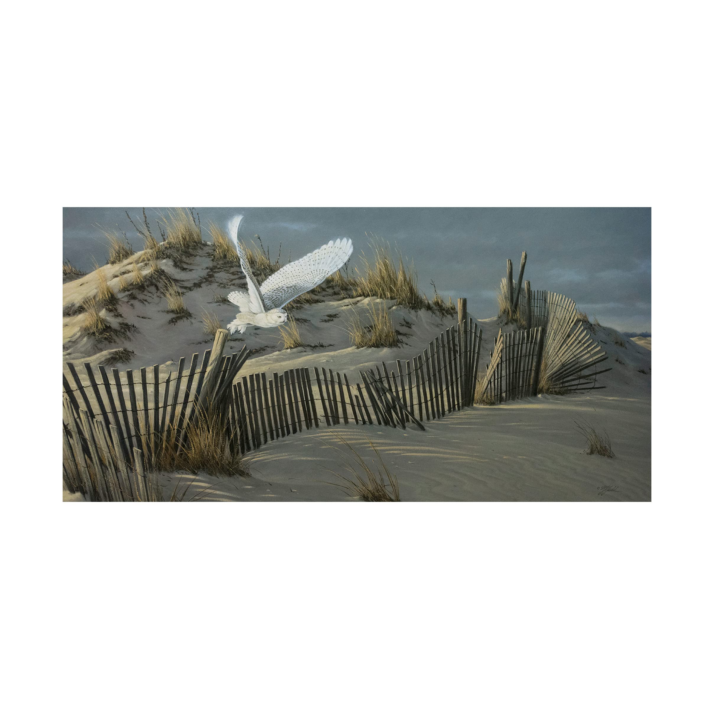 Trademark Fine Art 'Launch Snowy Owl' Canvas Wall Art by Wilhelm Goebel - Stunning Wildlife Home Decor for Living Room, Bedroom & Office