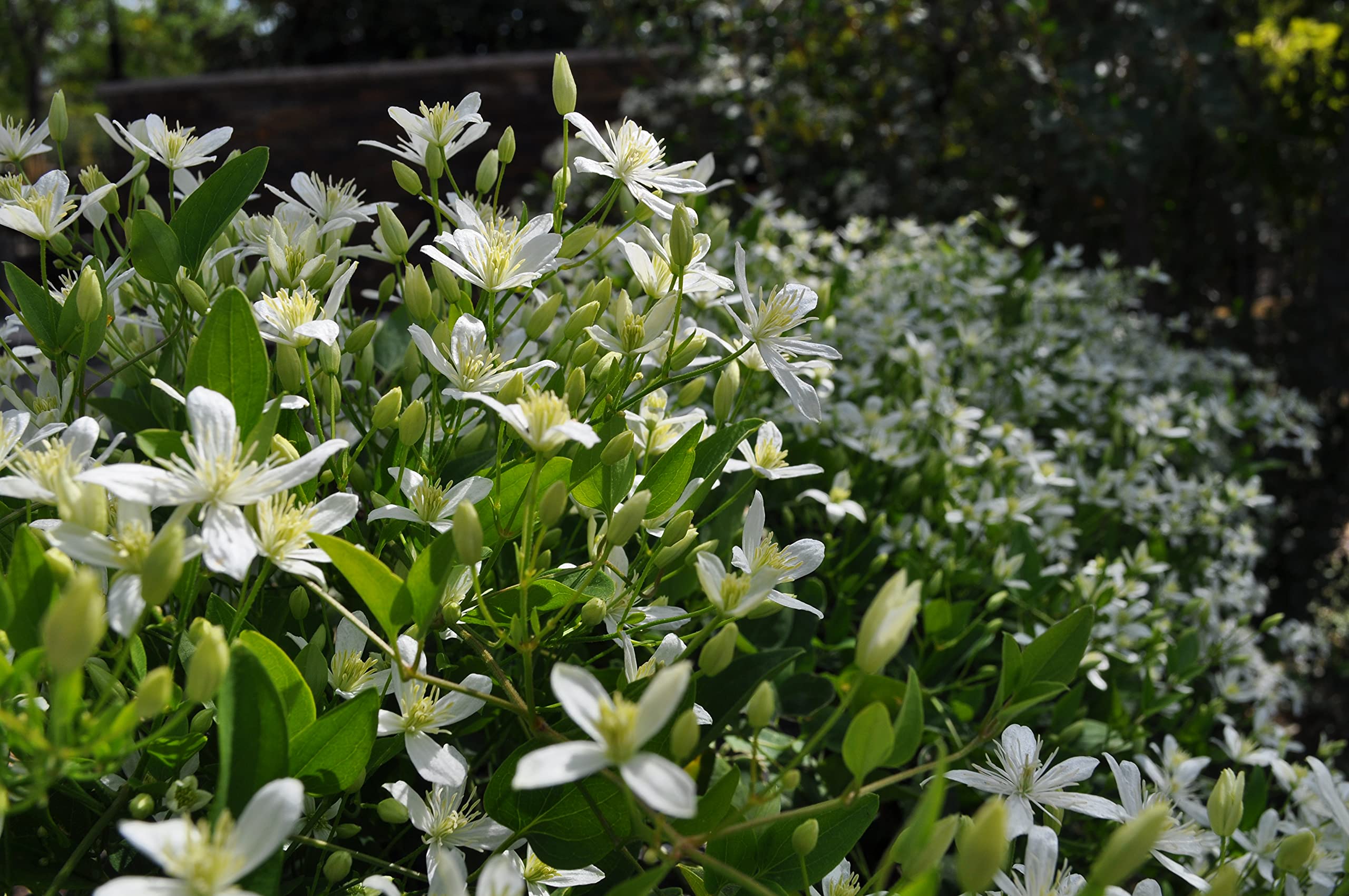 Clematis Sweet Autumn - 5 Live Plants in 4 Inch Growers Pots - Fragrant White Flowering Vine for Garden Trellis, Fence & Pergola - Starter Plants Ready for Outdoor Planting