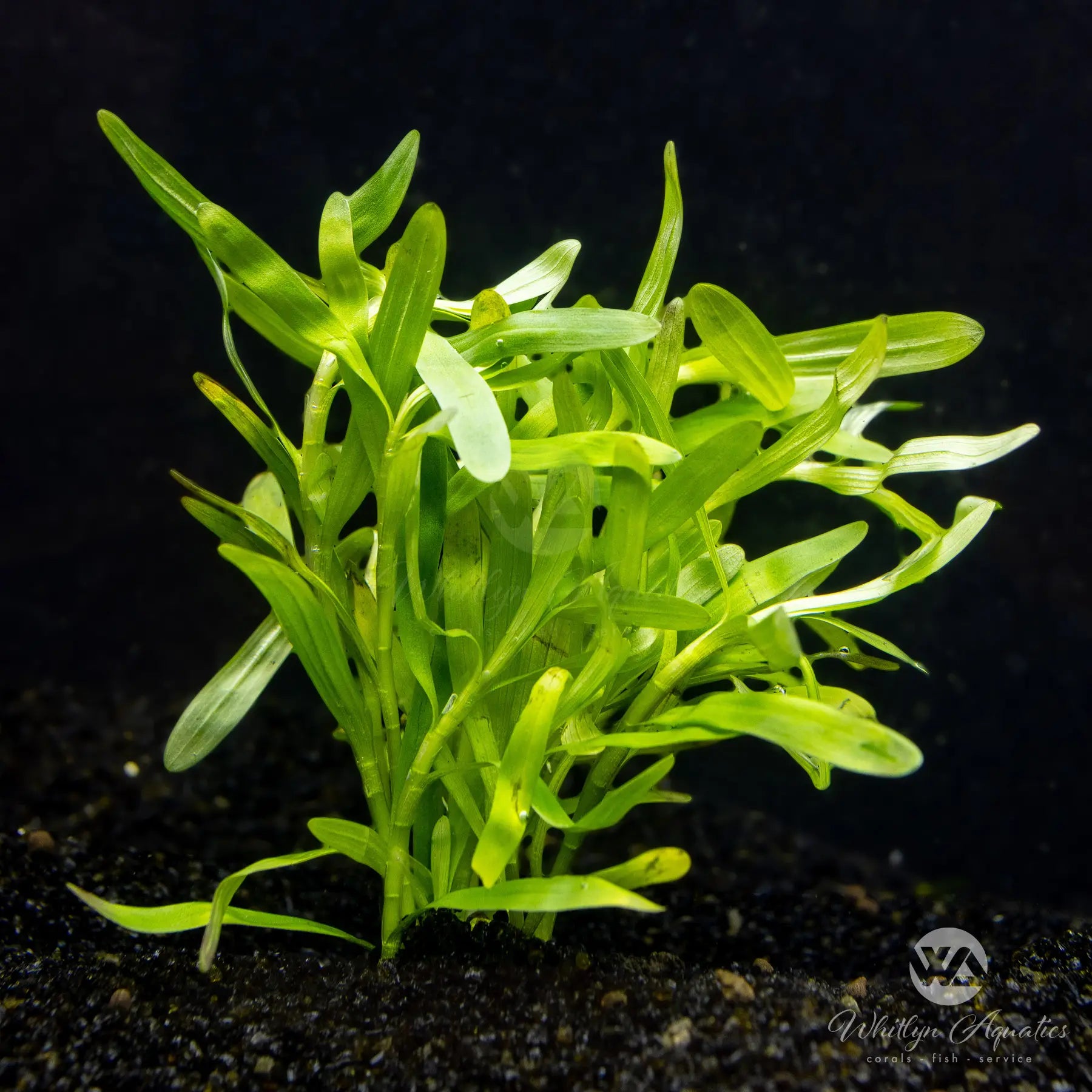 Stargrass (Heteranthera zosterifolia) - Live Aquatic Plant for Freshwater Aquariums & Fish Tanks - Perfect for Aquascaping, Shrimp Tanks, and Natural Habitat Decoration