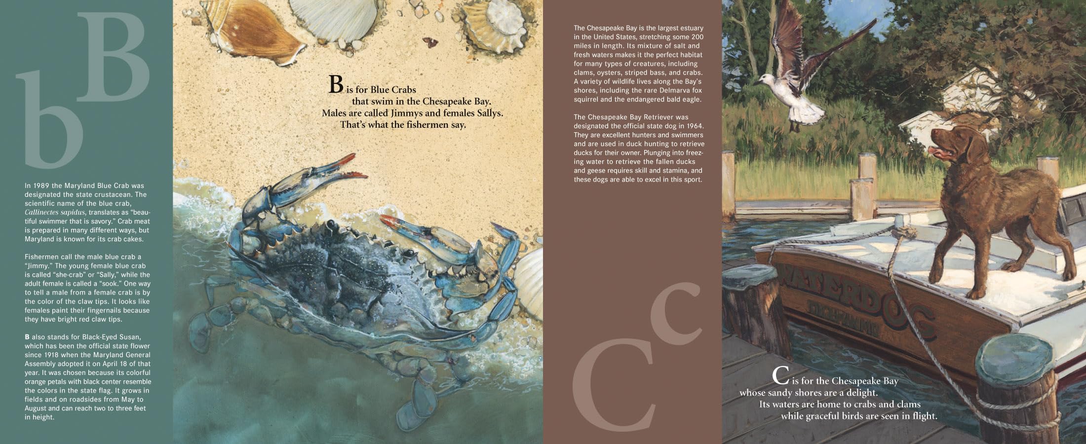 B is for Blue Crab: A Maryland Alphabet Book - Discover America State by State | Educational Kids Book About Maryland Wildlife & Coastal Life | Perfect for Classroom Learning & Travel Gifts