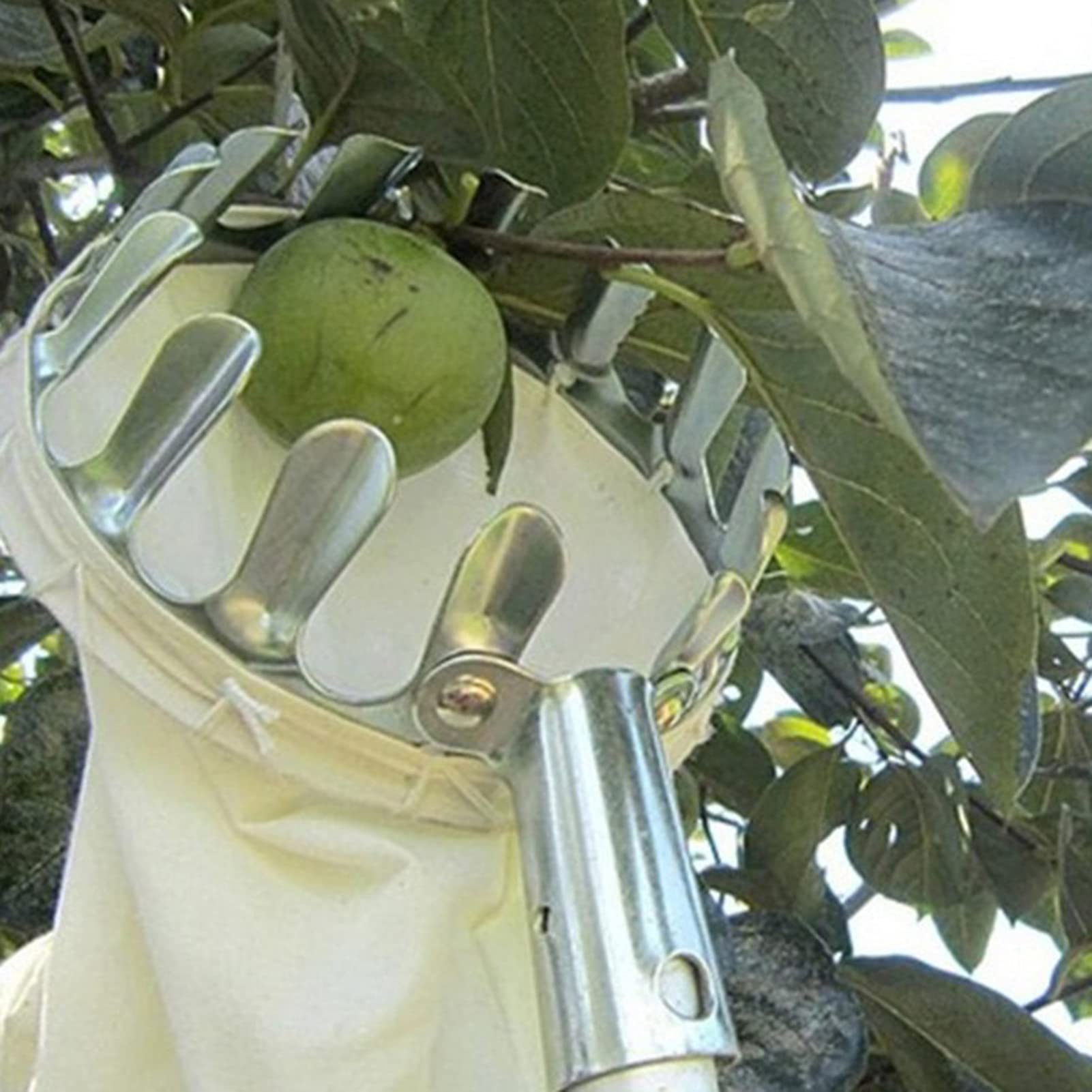 Stainless Steel Fruit Picker Tool with Basket - Extendable Cherry, Apple, Pear, Peach & Citrus Harvester for Home Garden Harvesting | Perfect for Backyard Orchards and Small Farms