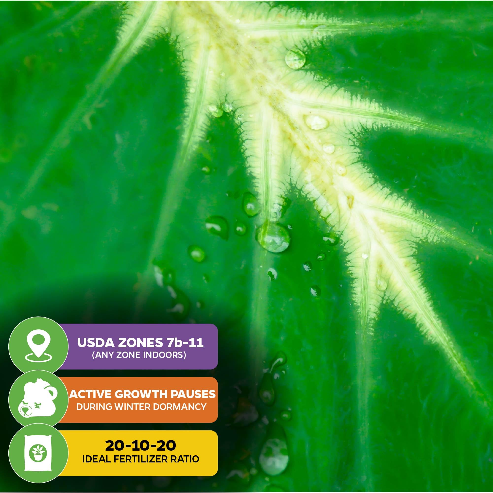 Nancyana Elephant Ear Live Plant (Colocasia 'Nancy's Revenge') - Tropical Perennial Houseplant for Indoor & Outdoor Gardens - Starter Plant from Wellspring Gardens - Perfect for Patio Decor, Poolside Landscaping & Tropical Garden Themes