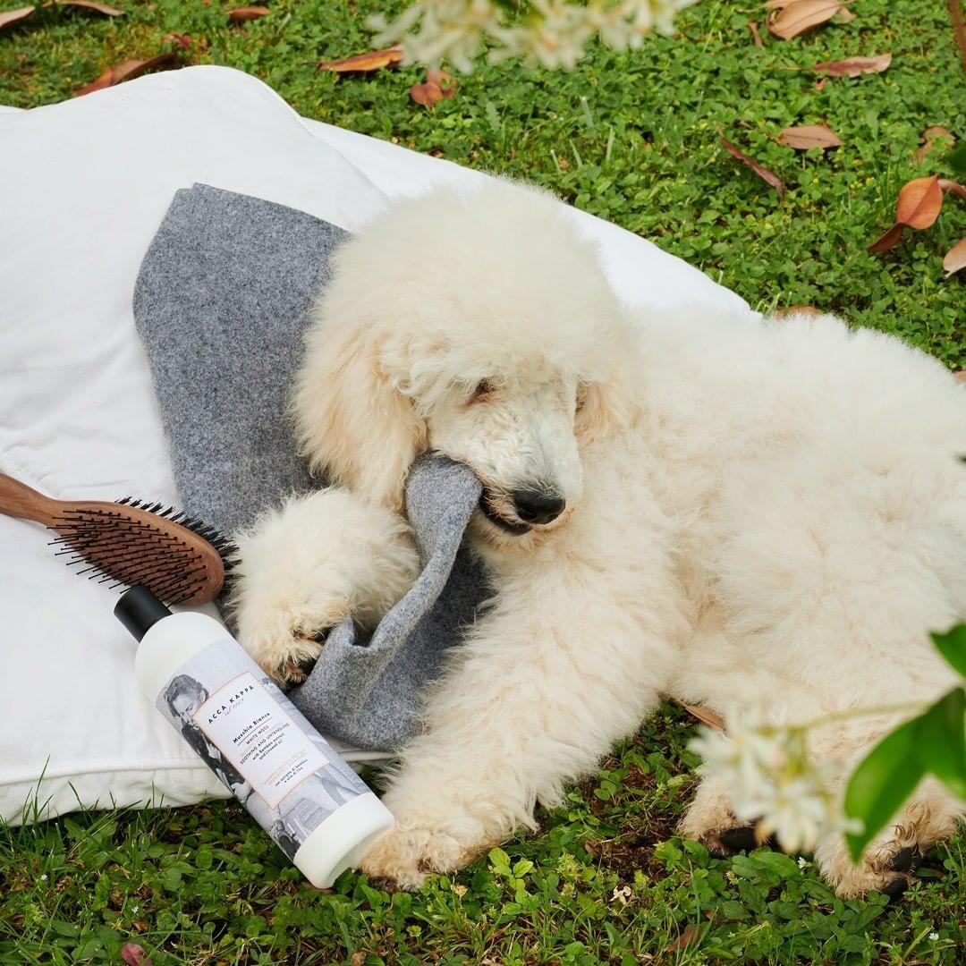 Natural White Moss Dog Shampoo for Sensitive Skin - Gentle Cleansing & Odor Control - Perfect for Bathing, Grooming & Allergy Relief