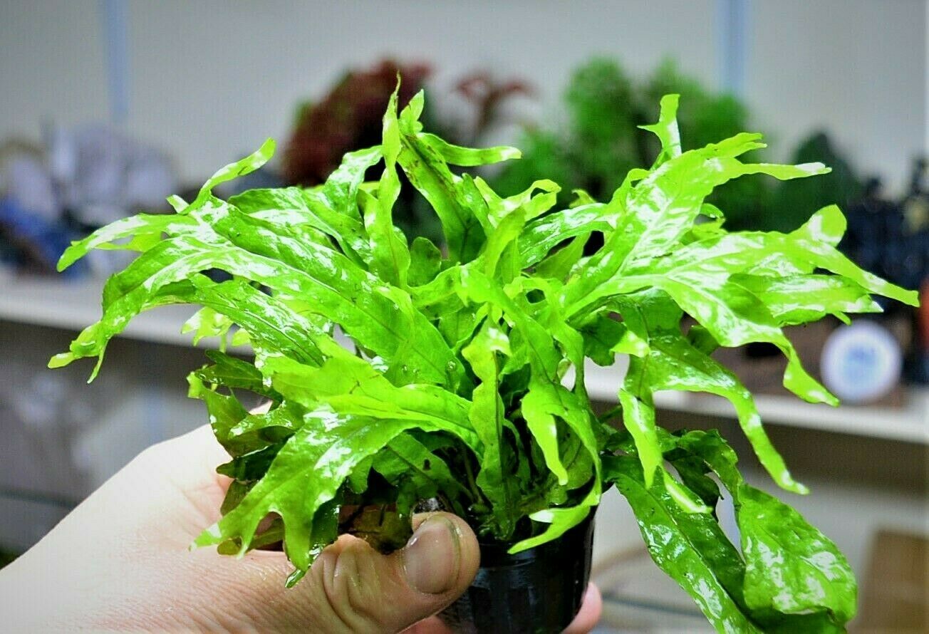 TCulture Microsorum Pteropus Thor's Hammer Live Aquatic Plant for Aquarium - Perfect for Fish Tanks, Aquascaping & Low-Light Environments