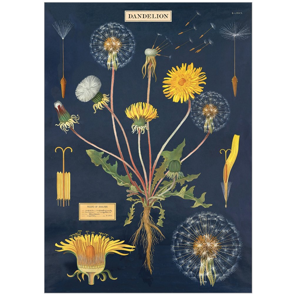 Dandelion Wrap Scarf - Soft & Stylish Fashion Accessory for Women - Perfect for Outdoor Activities, Travel, and Everyday Wear